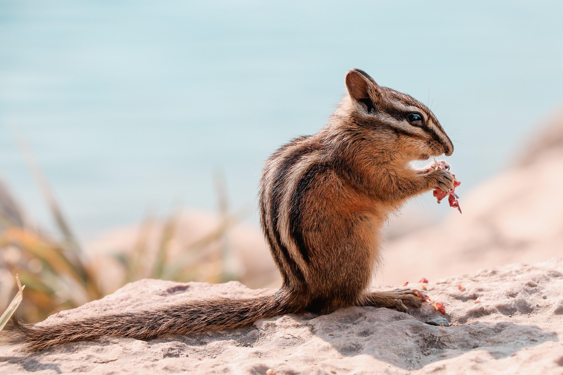 11417994 chipmunk 3959206 1920