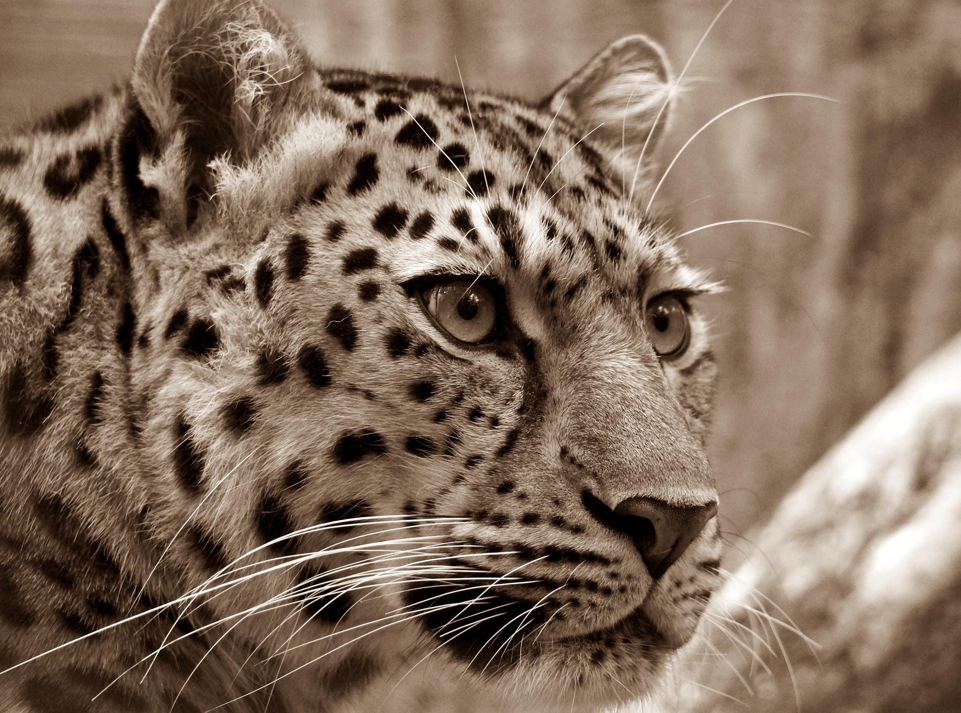 3342 leopard 400400 1920
