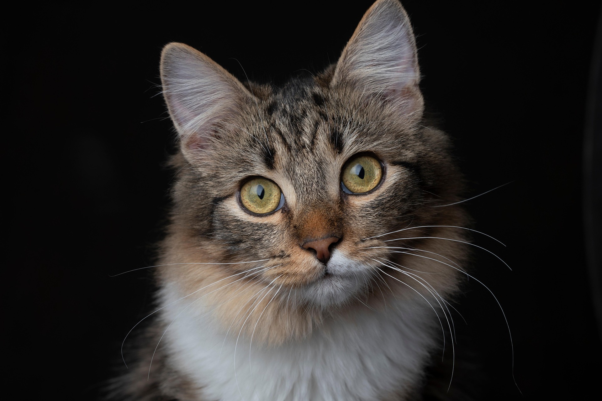 alex dorohov cat 7489398 1920
