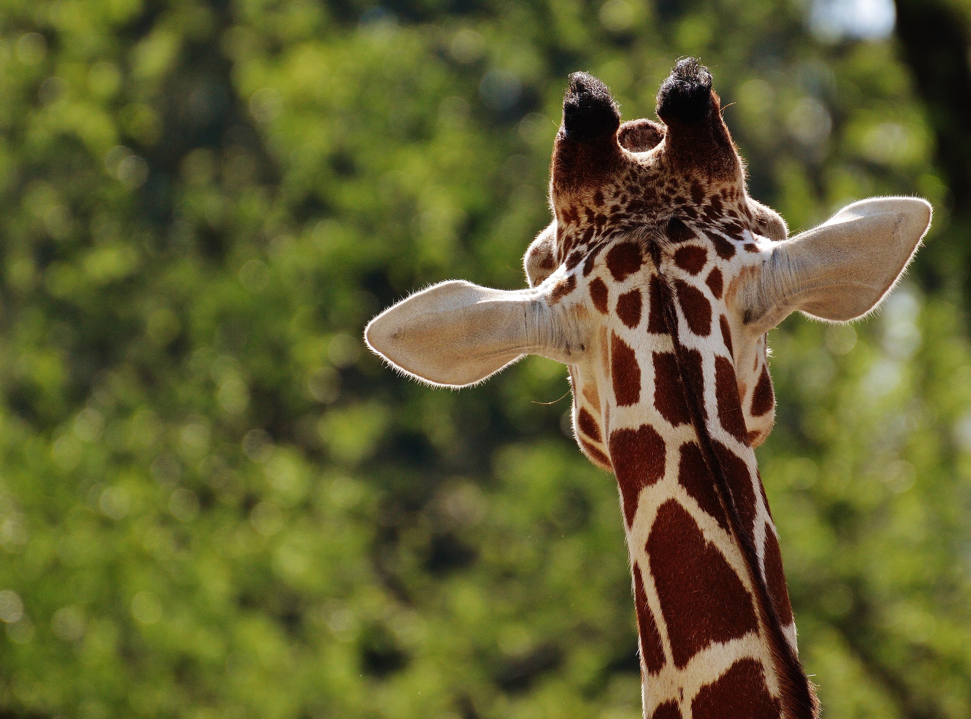 alexas fotos giraffe 1341638 1920