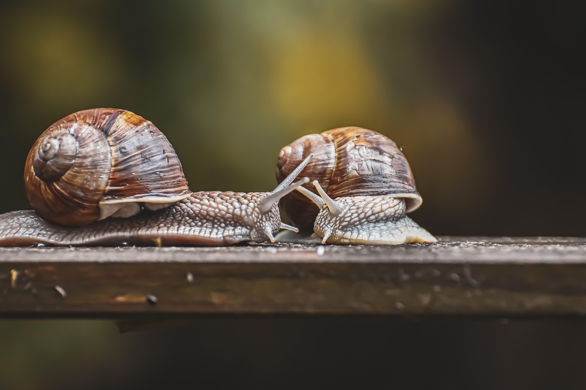 alexas fotos snail 5353573 1920