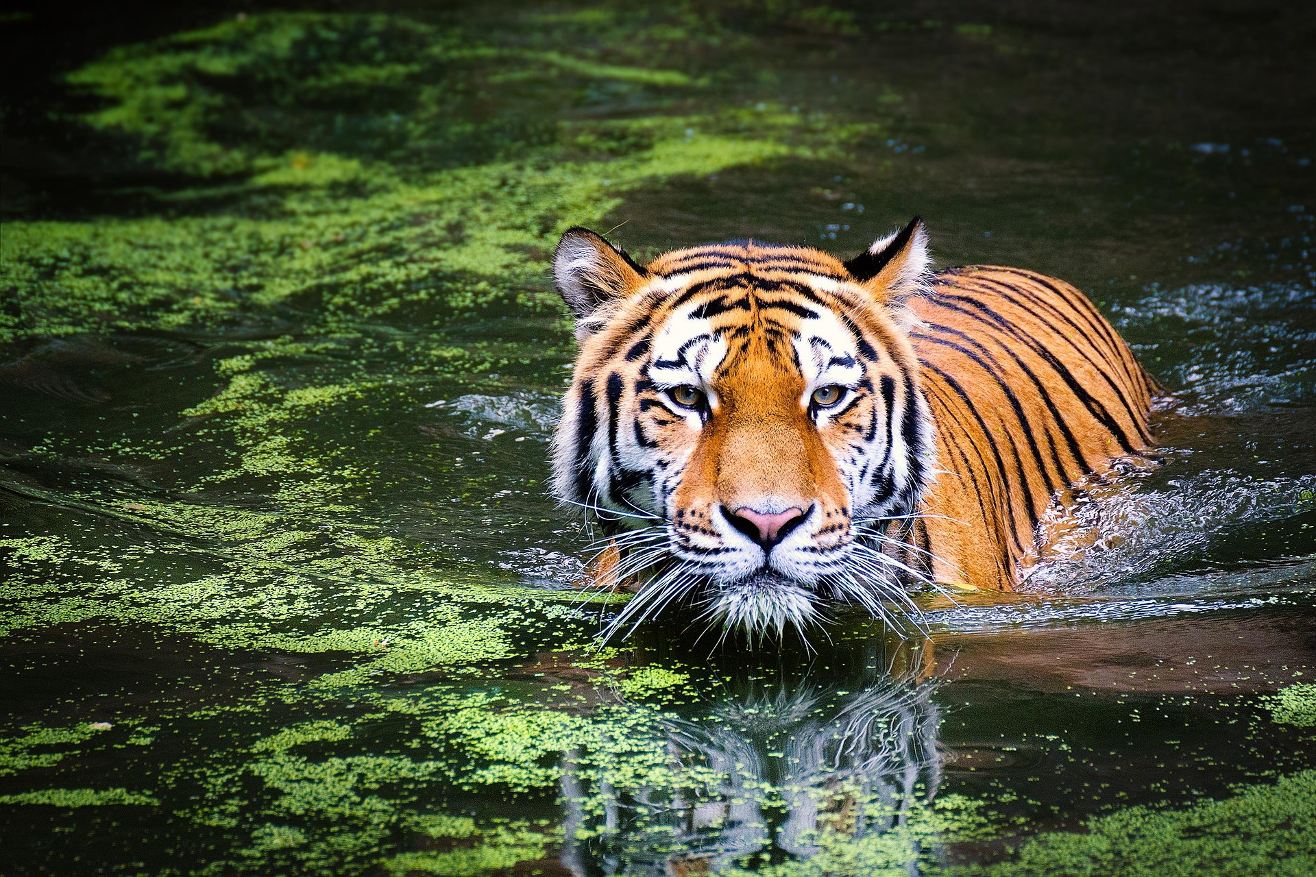 andibreit tiger 2535888 1920