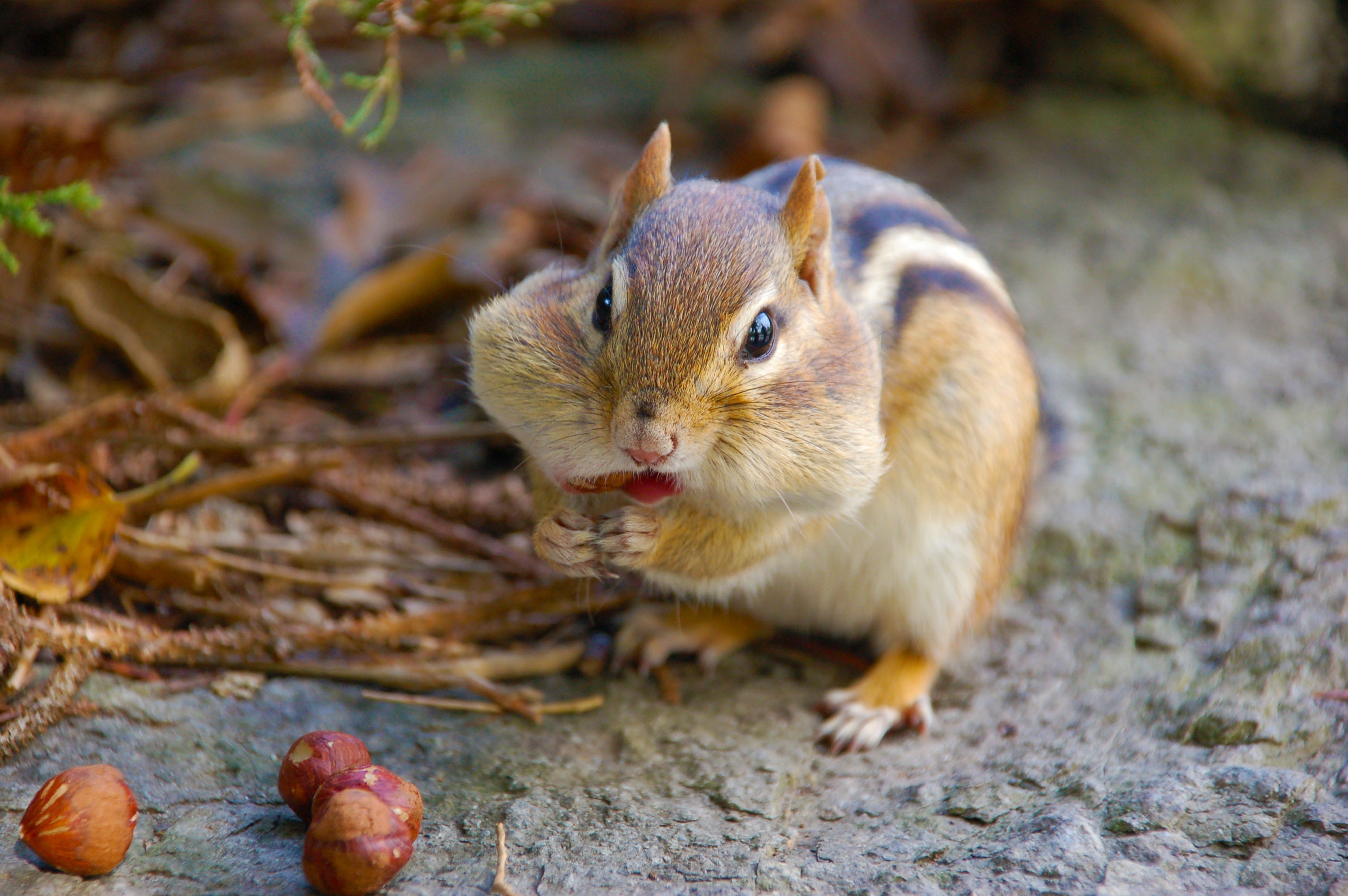 animalute (1)