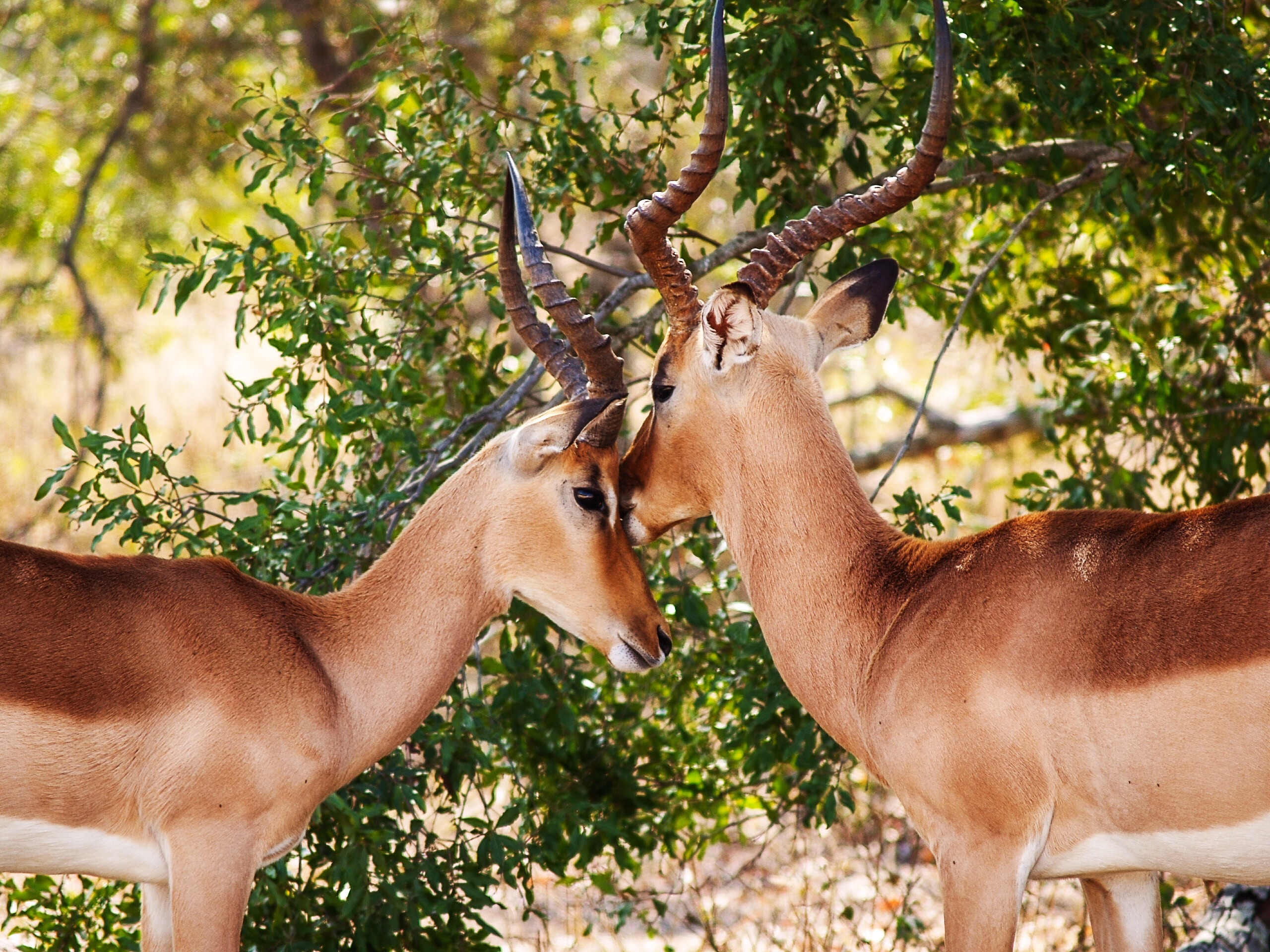 animalute (2)