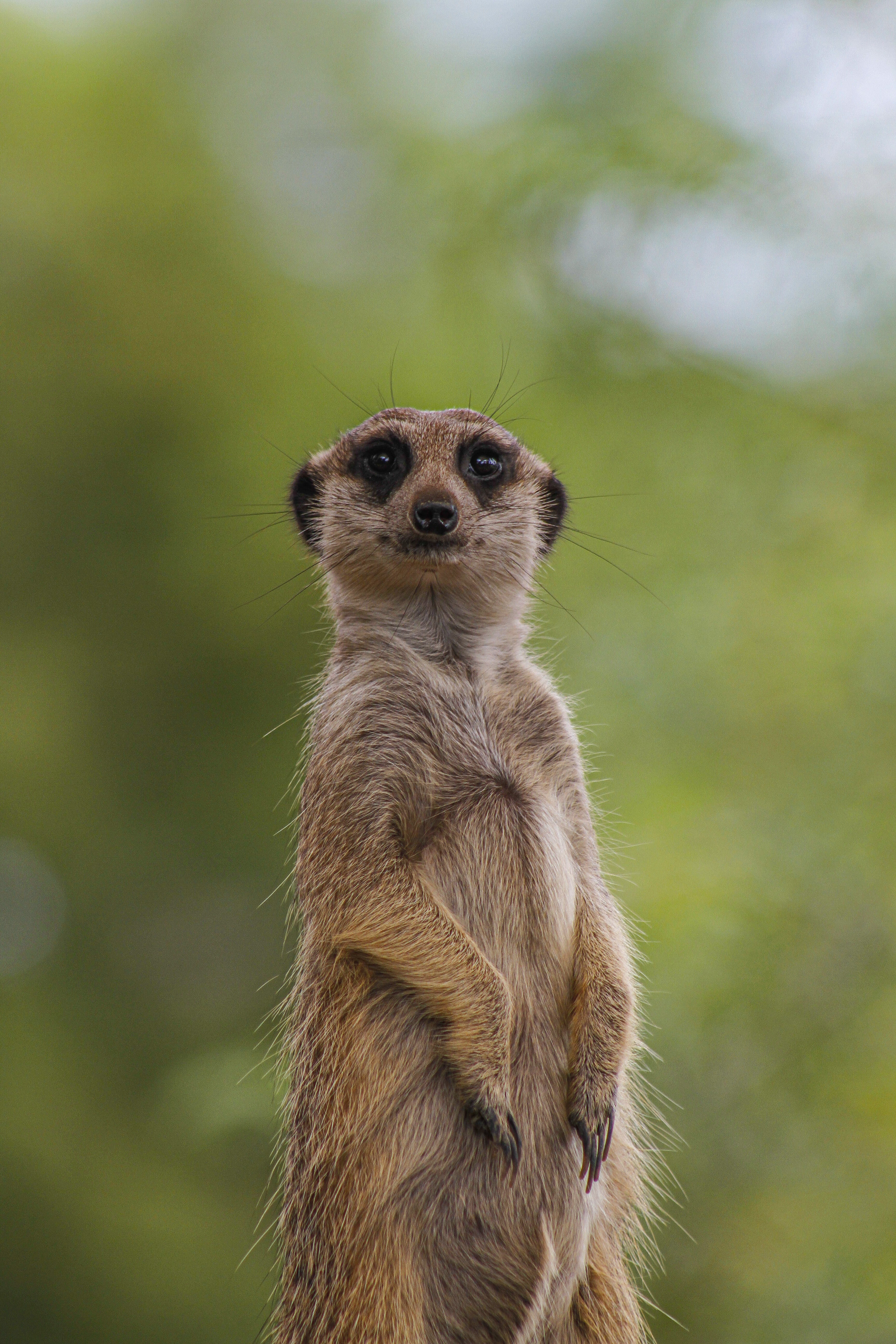 animalute (3)