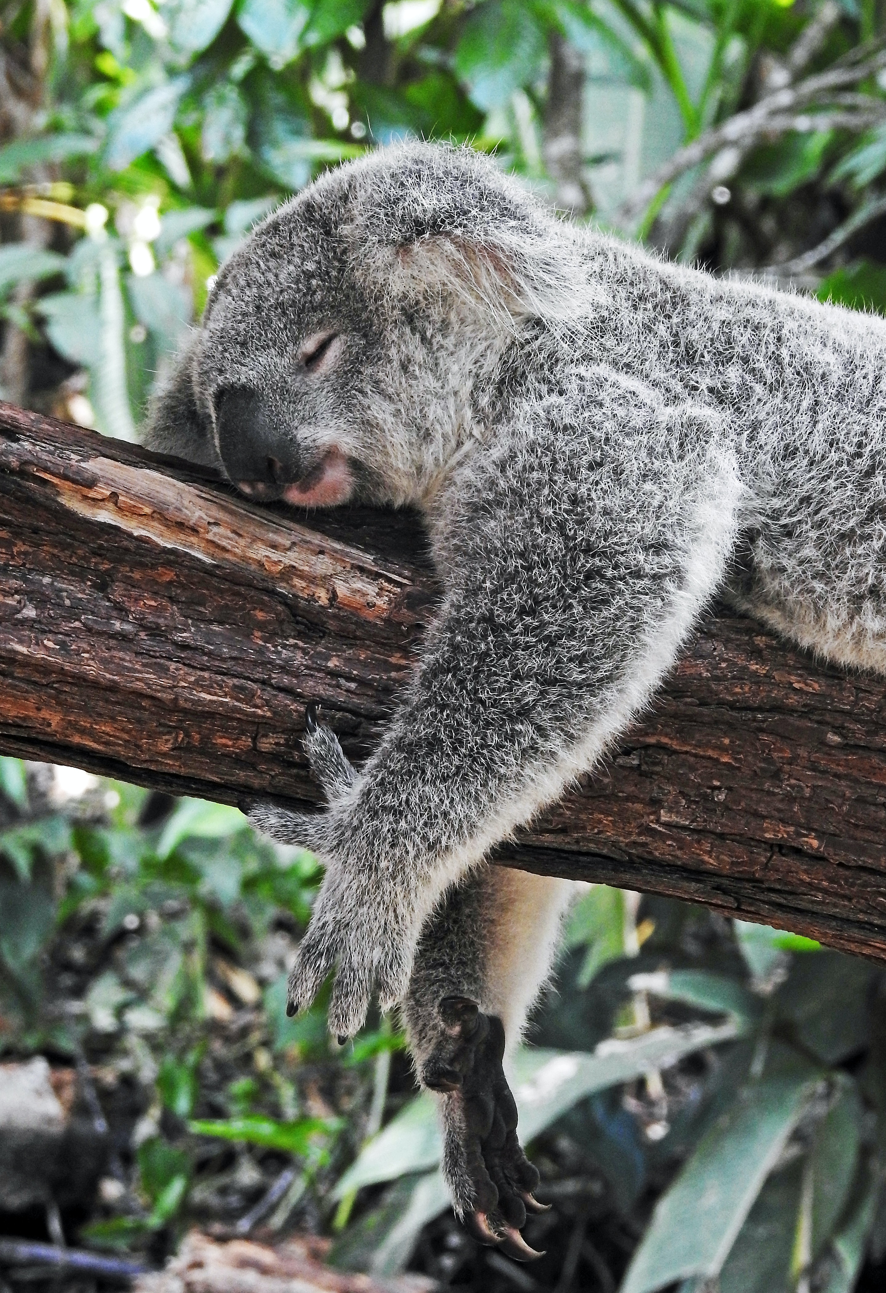 animalute (4)