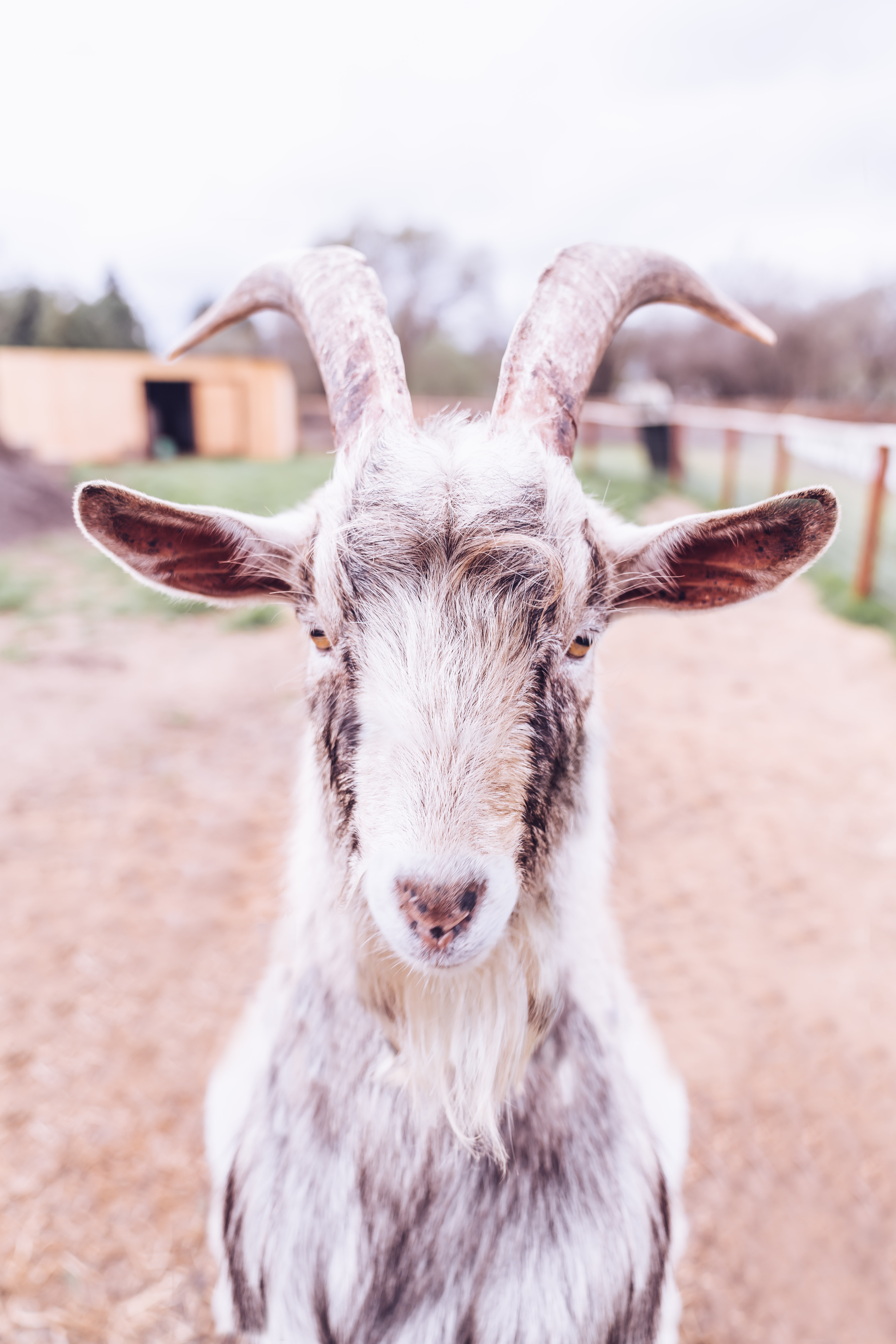 animalute (5)
