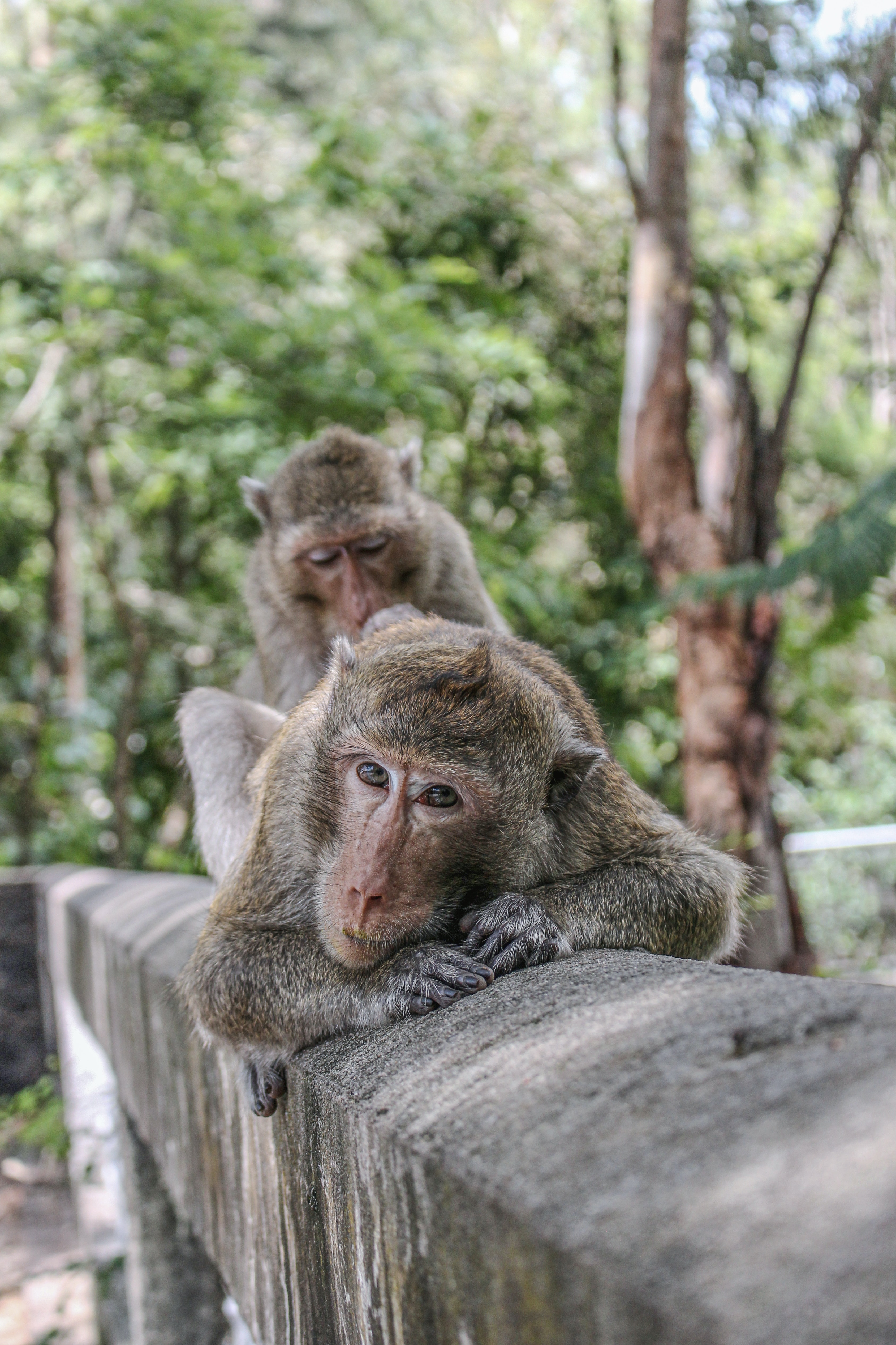 animalute (6)