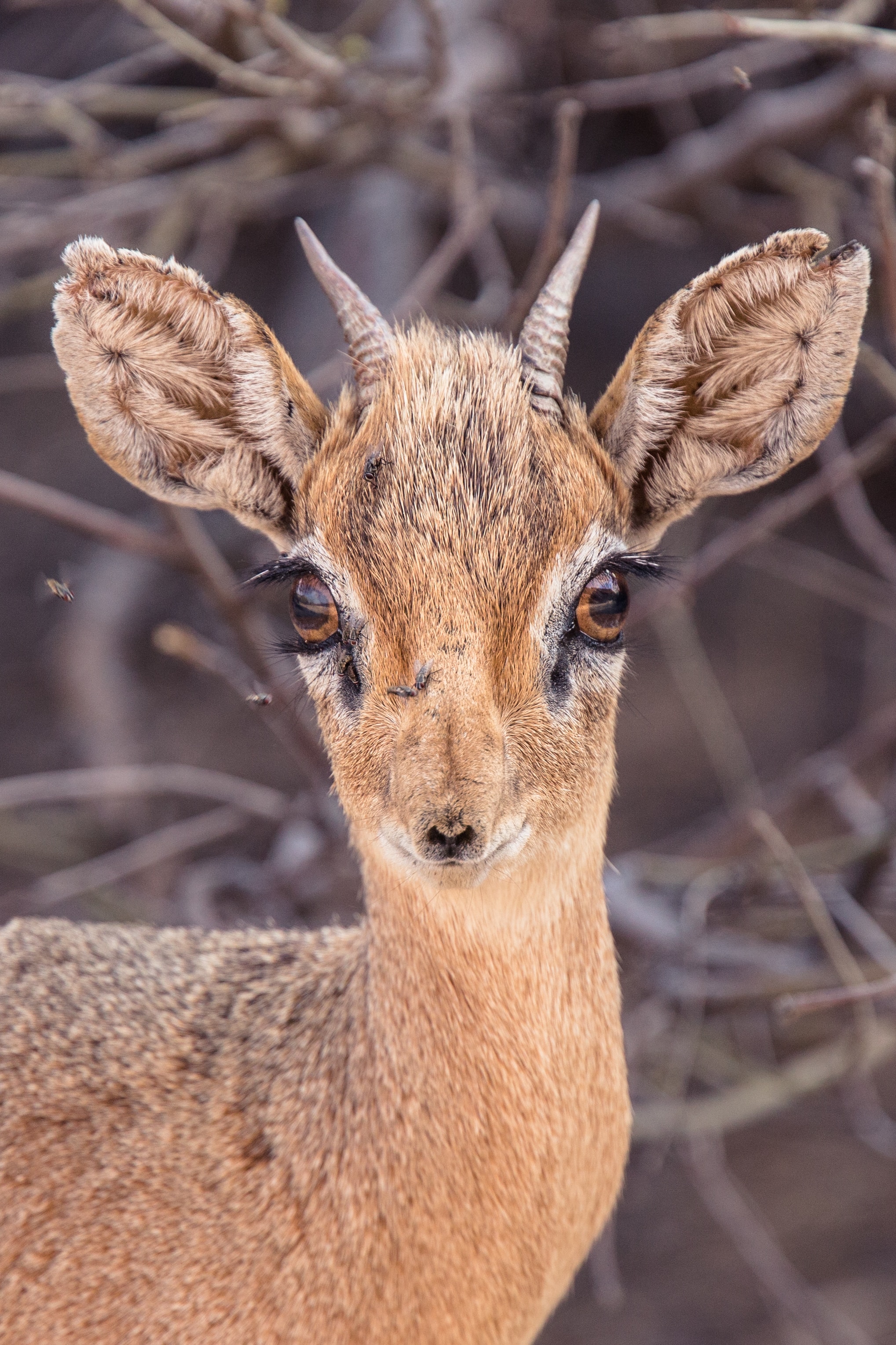 animalute (7)