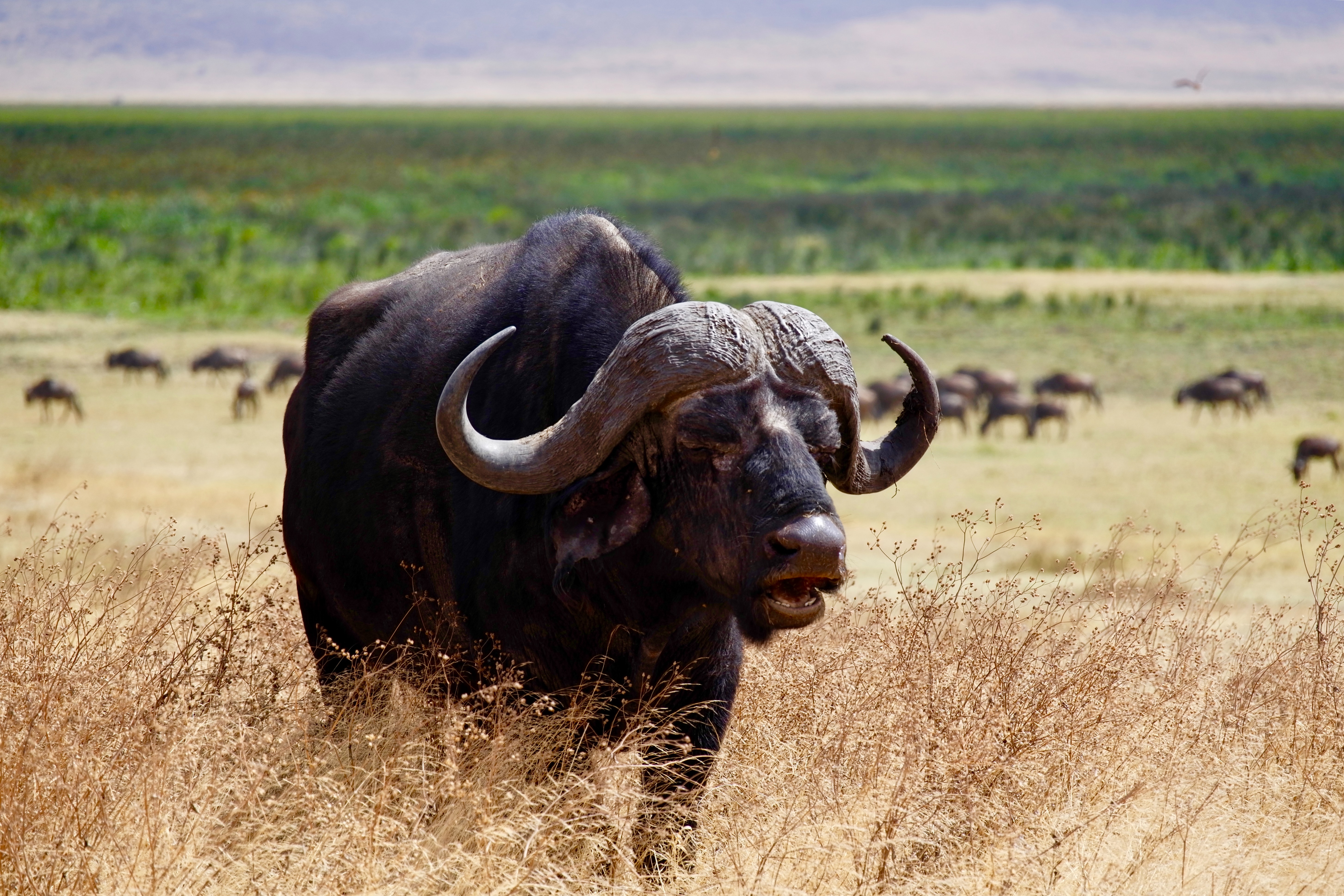animalute (9)