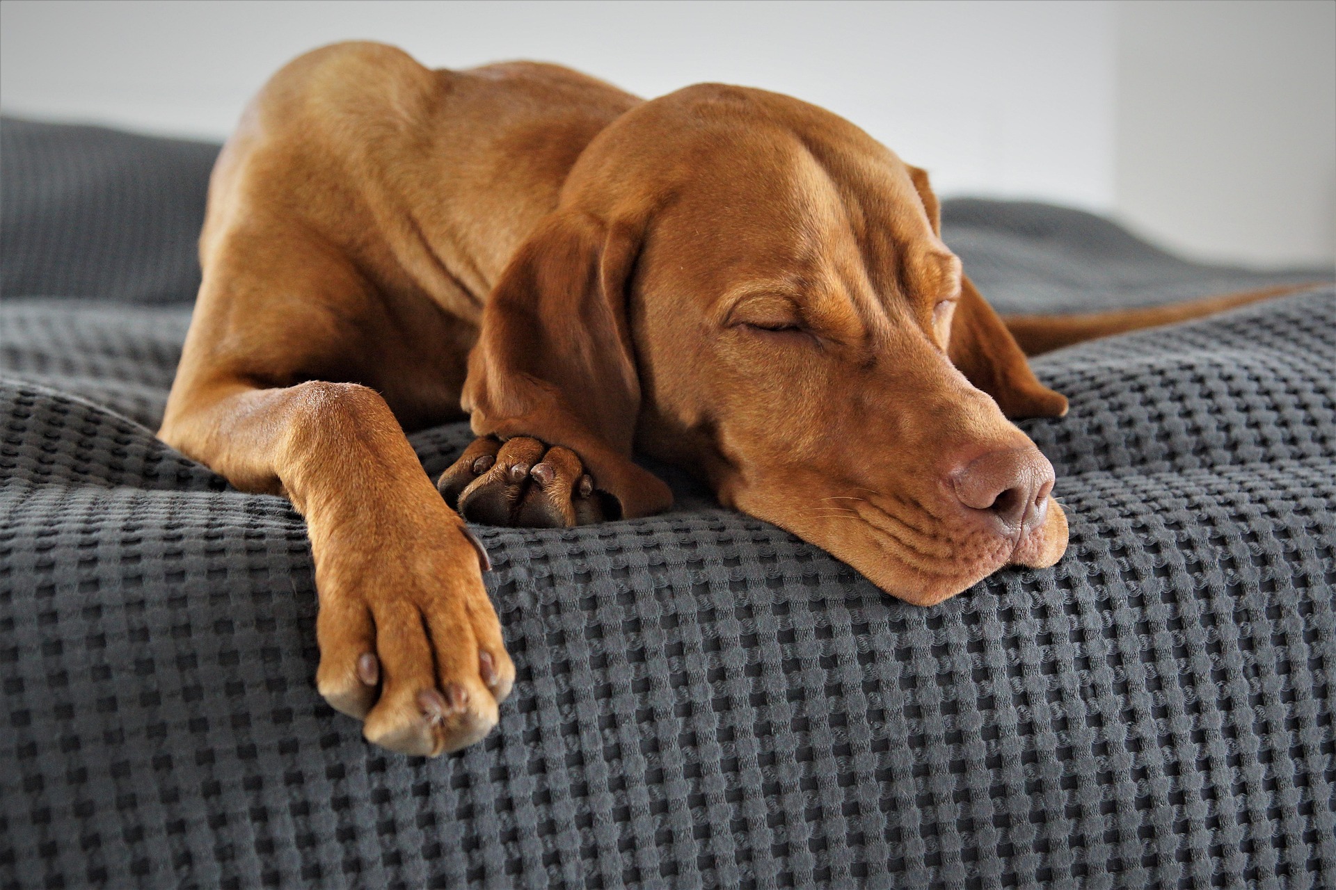 anna f domestic animal 5173354 1920
