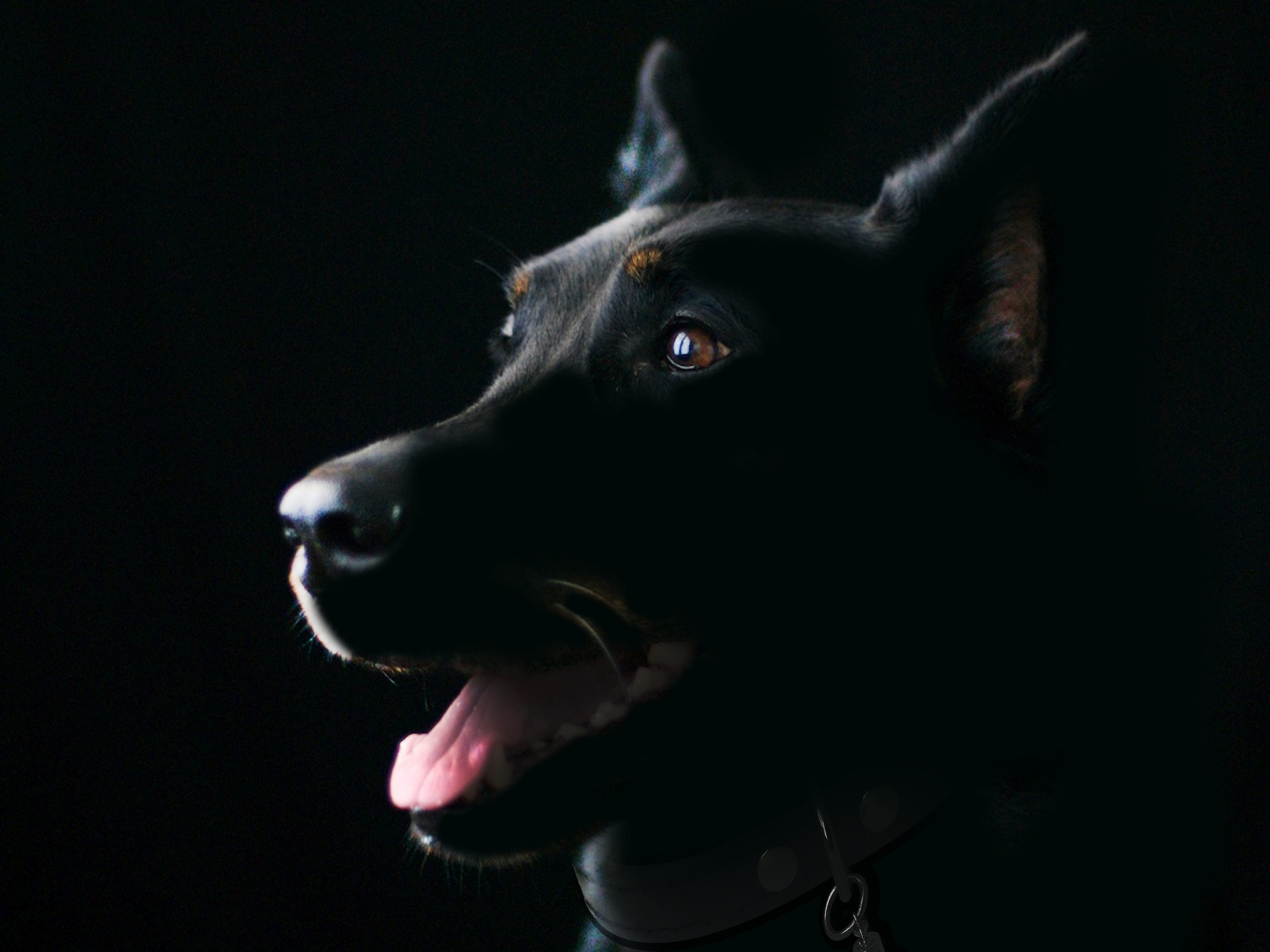 briam cute dog 5519360 1920