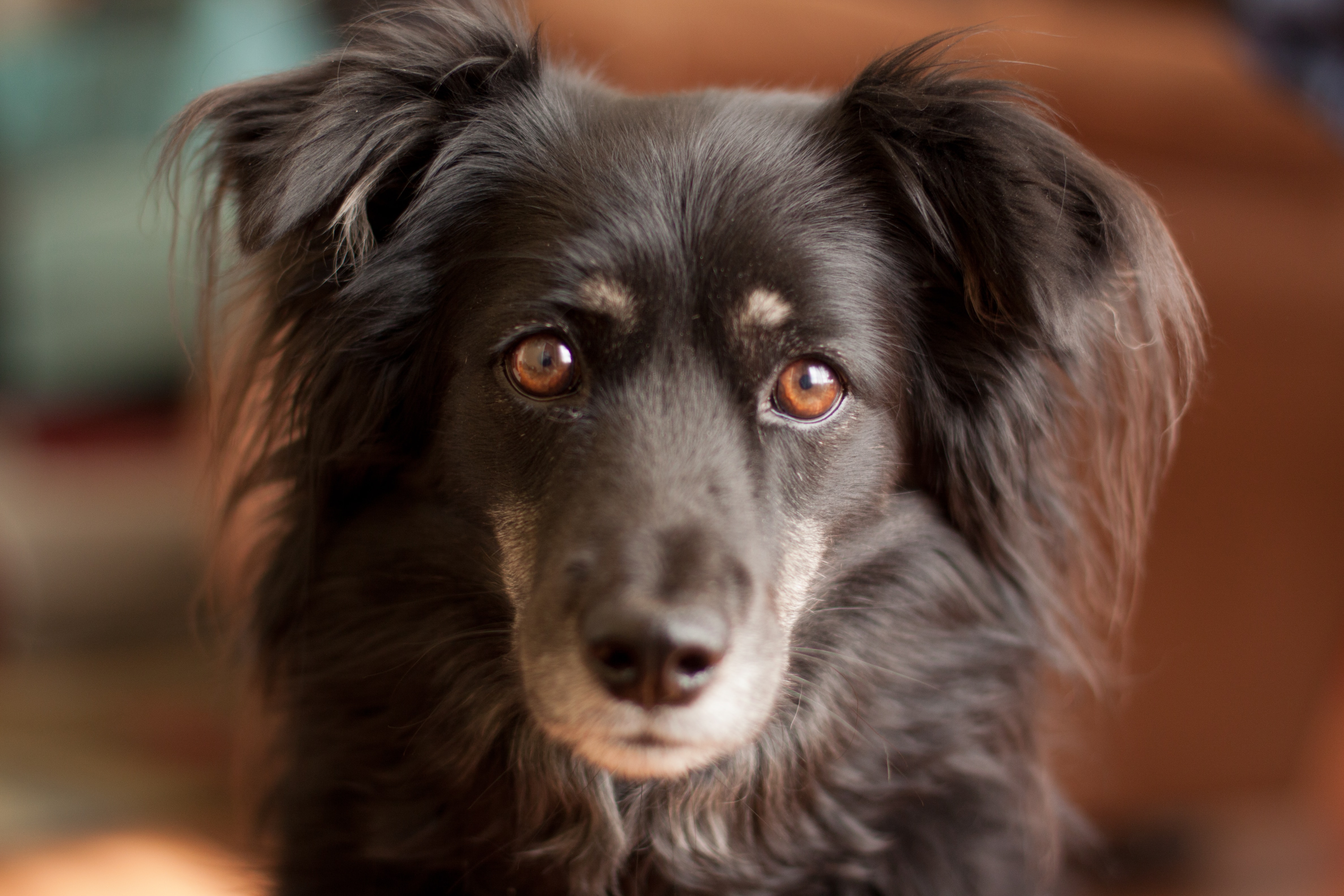 caine (14)