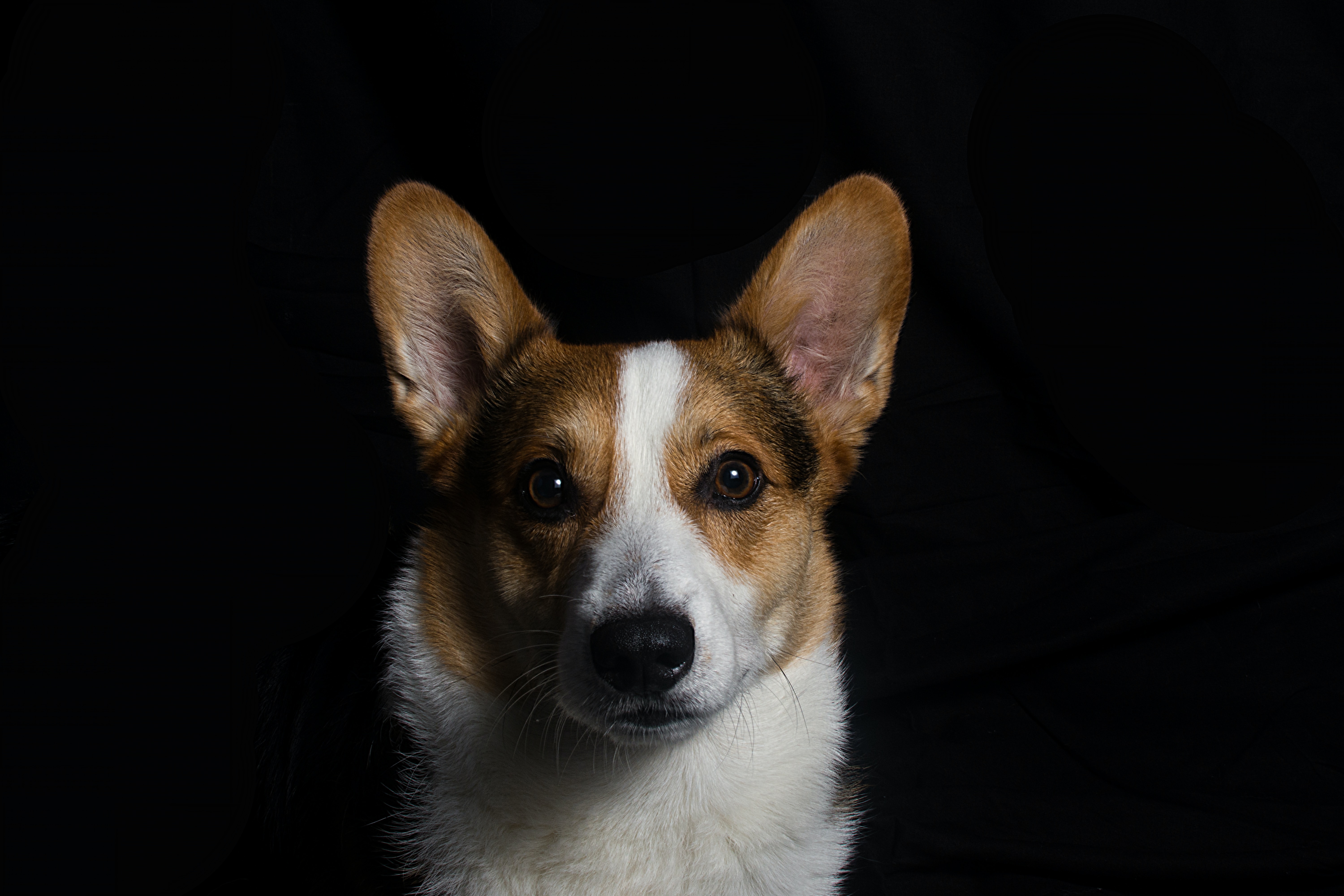 caine (15)