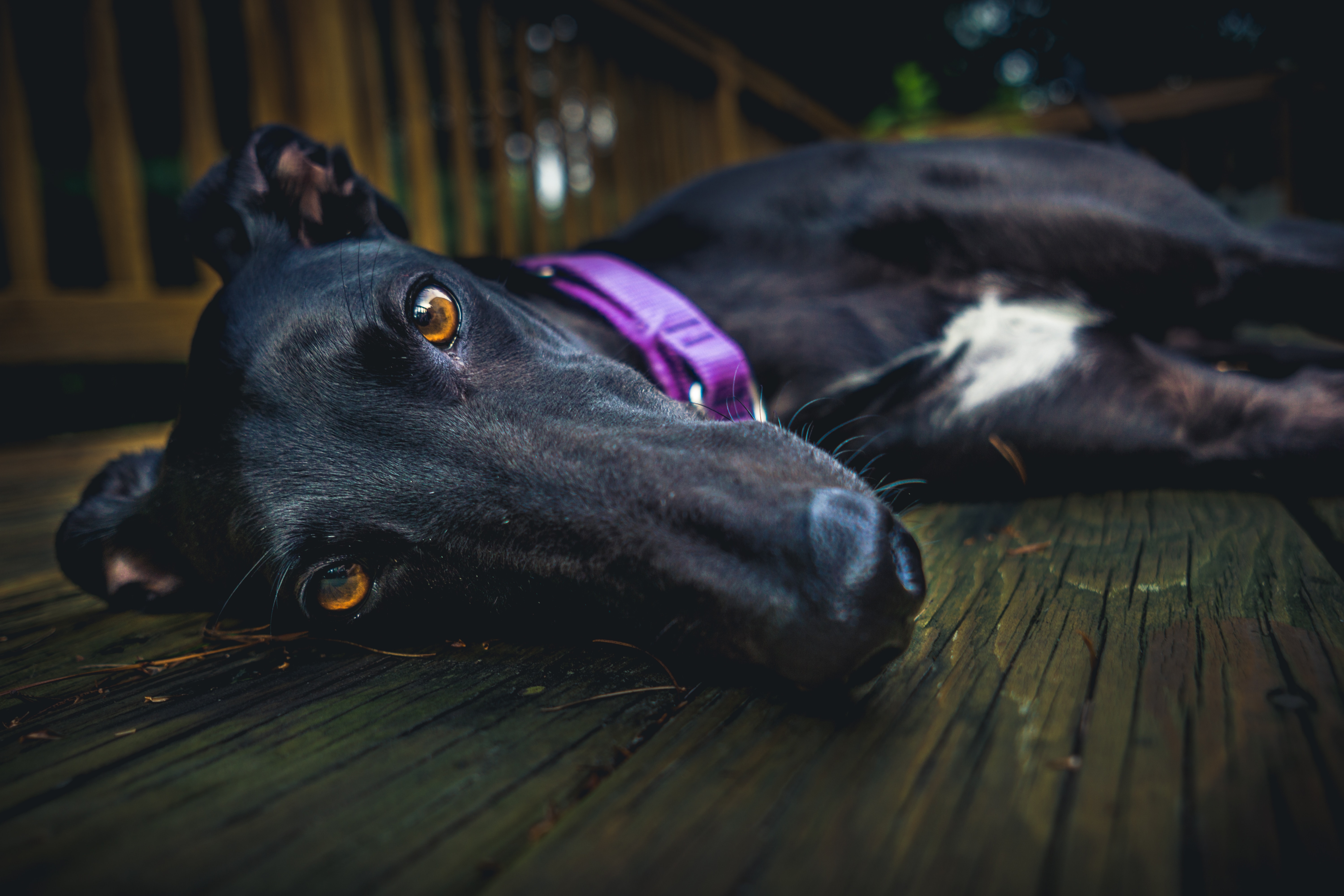 caine (19)