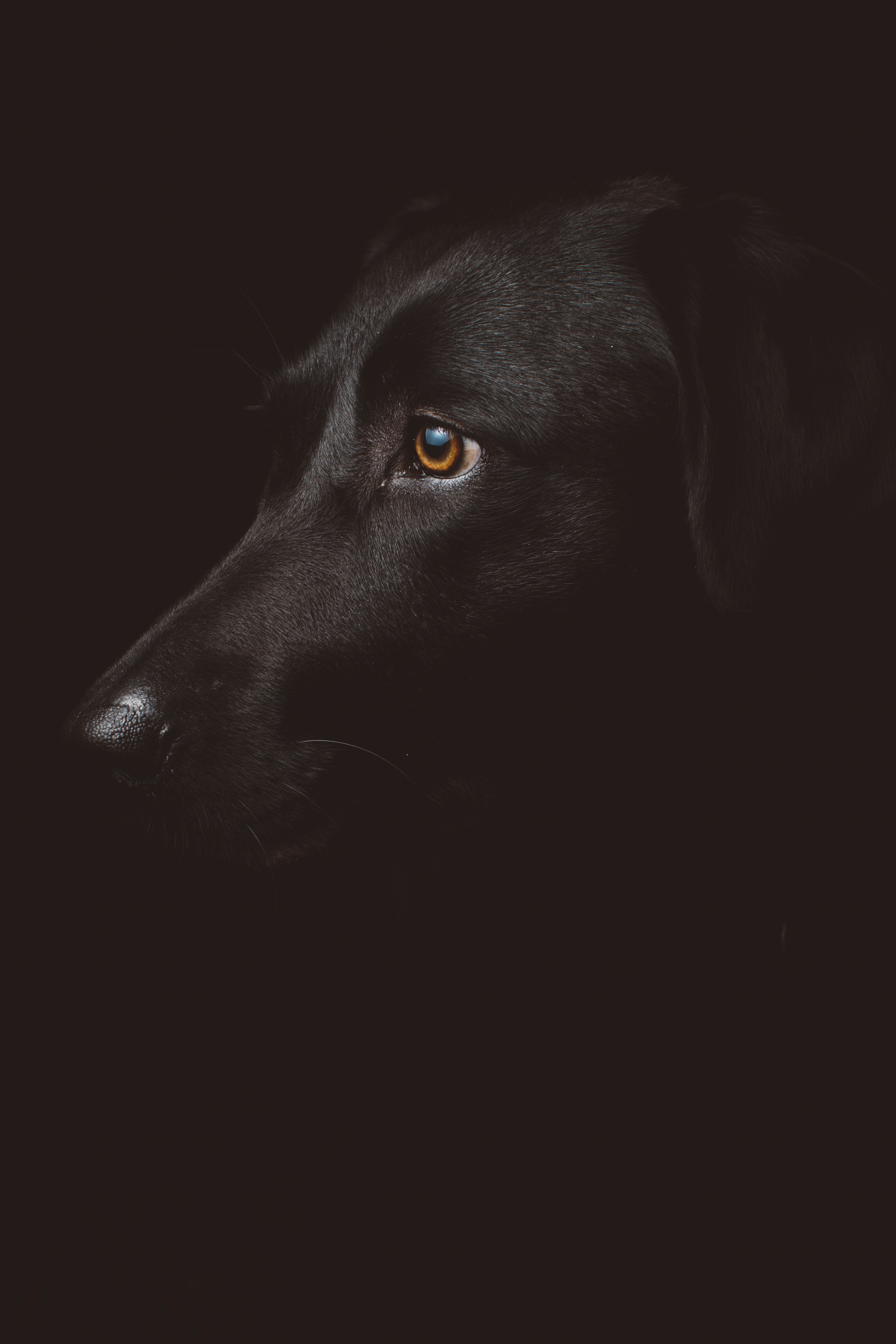caine (22)