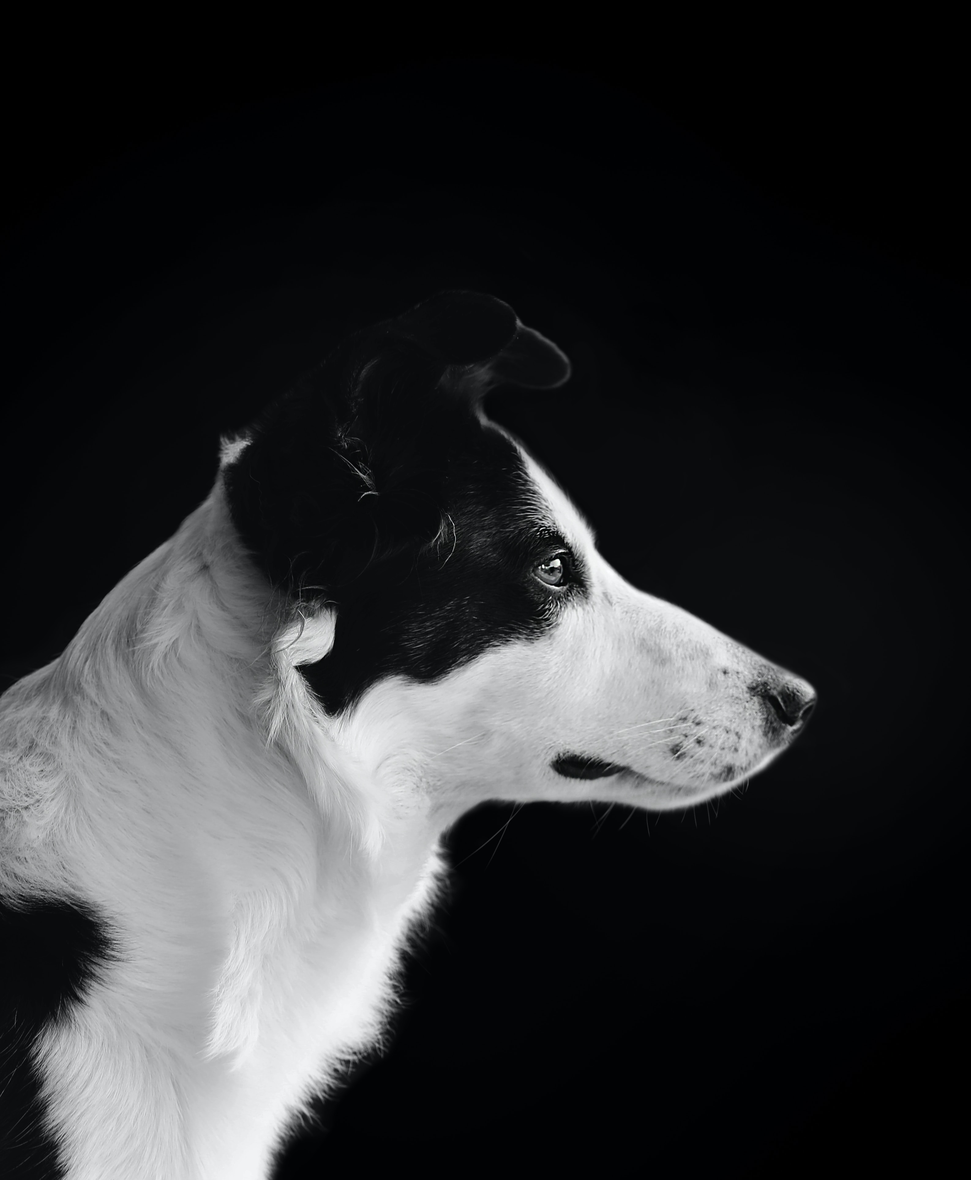 caine (25)