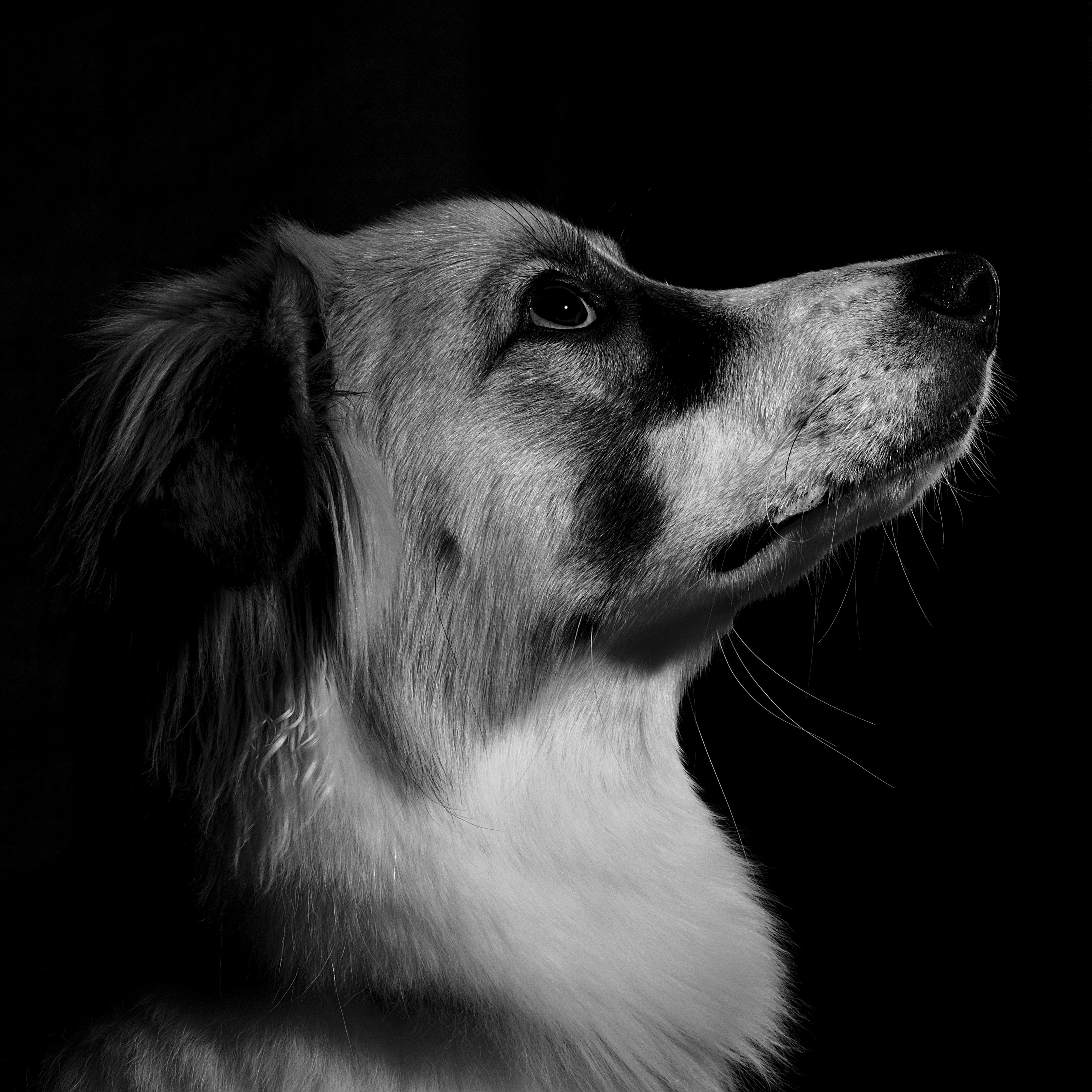 caine (58)