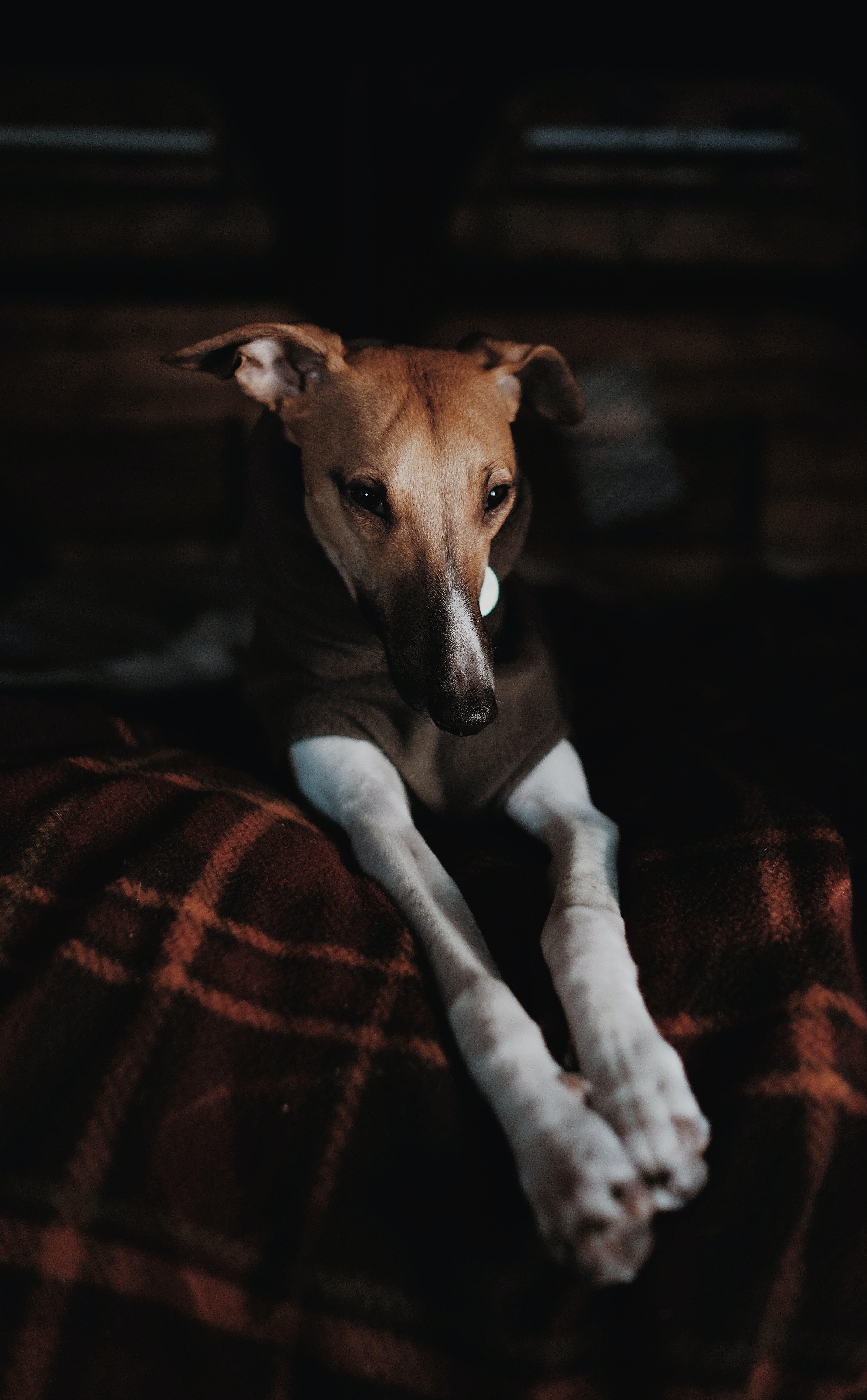 caine (59)