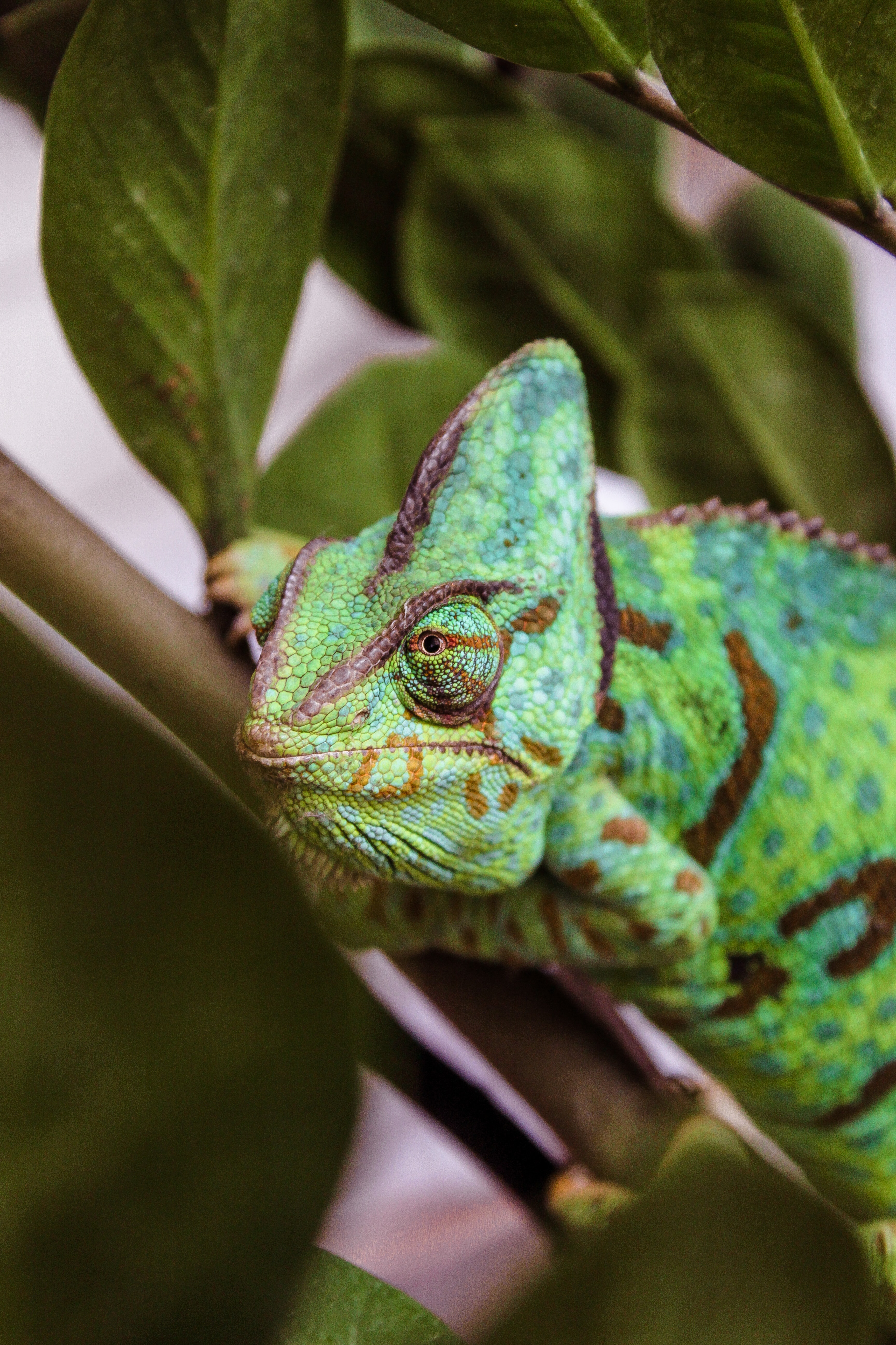 cameleon (1)