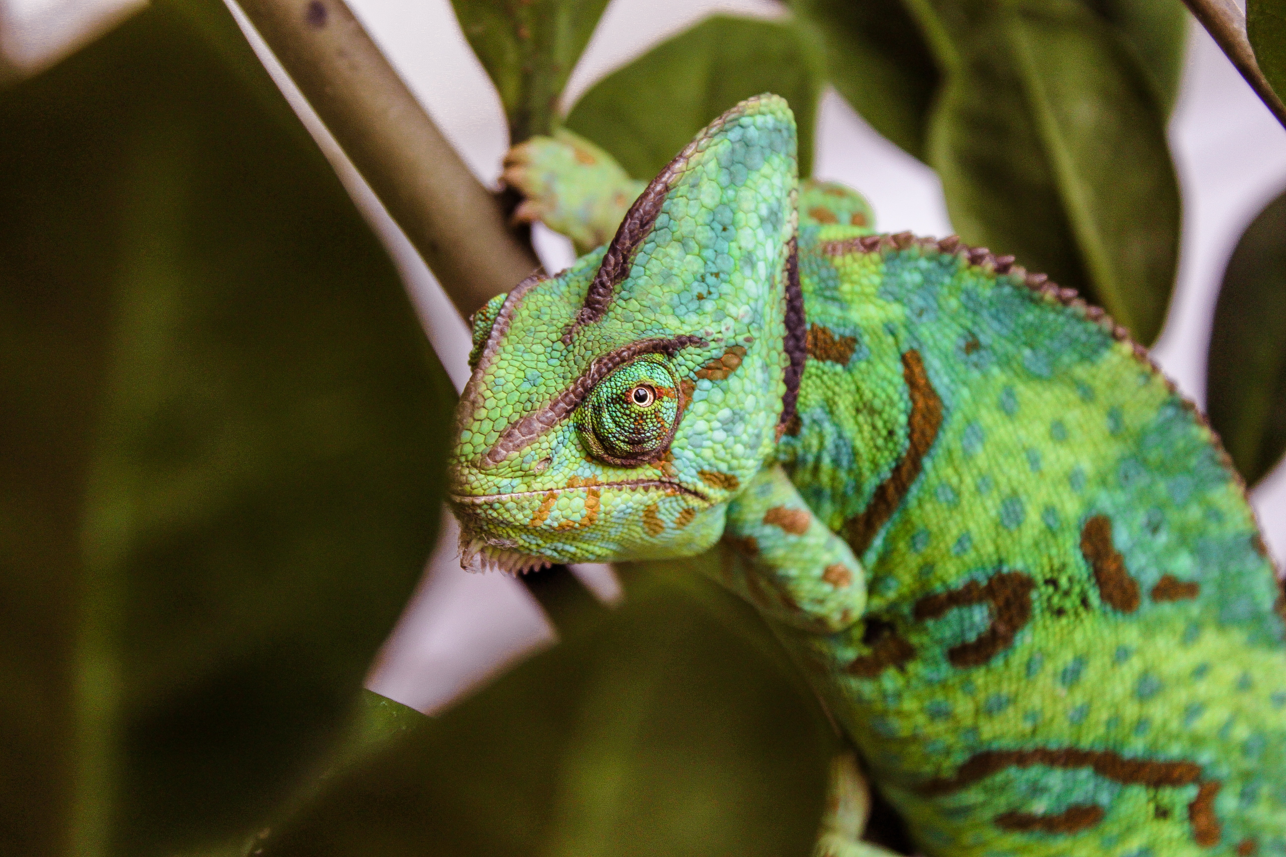 cameleon (2)
