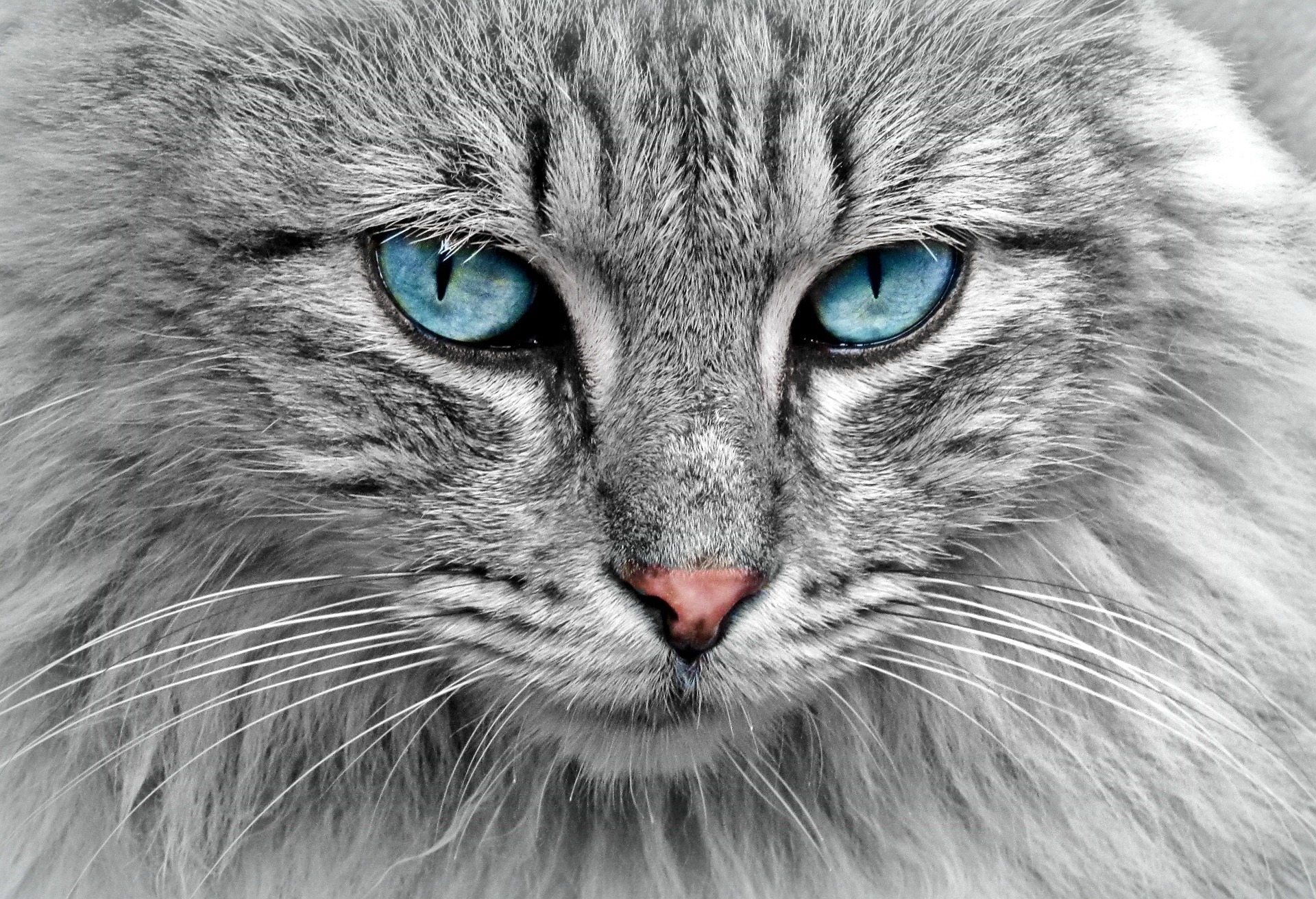 cocoparisienne cat 1045782 1920