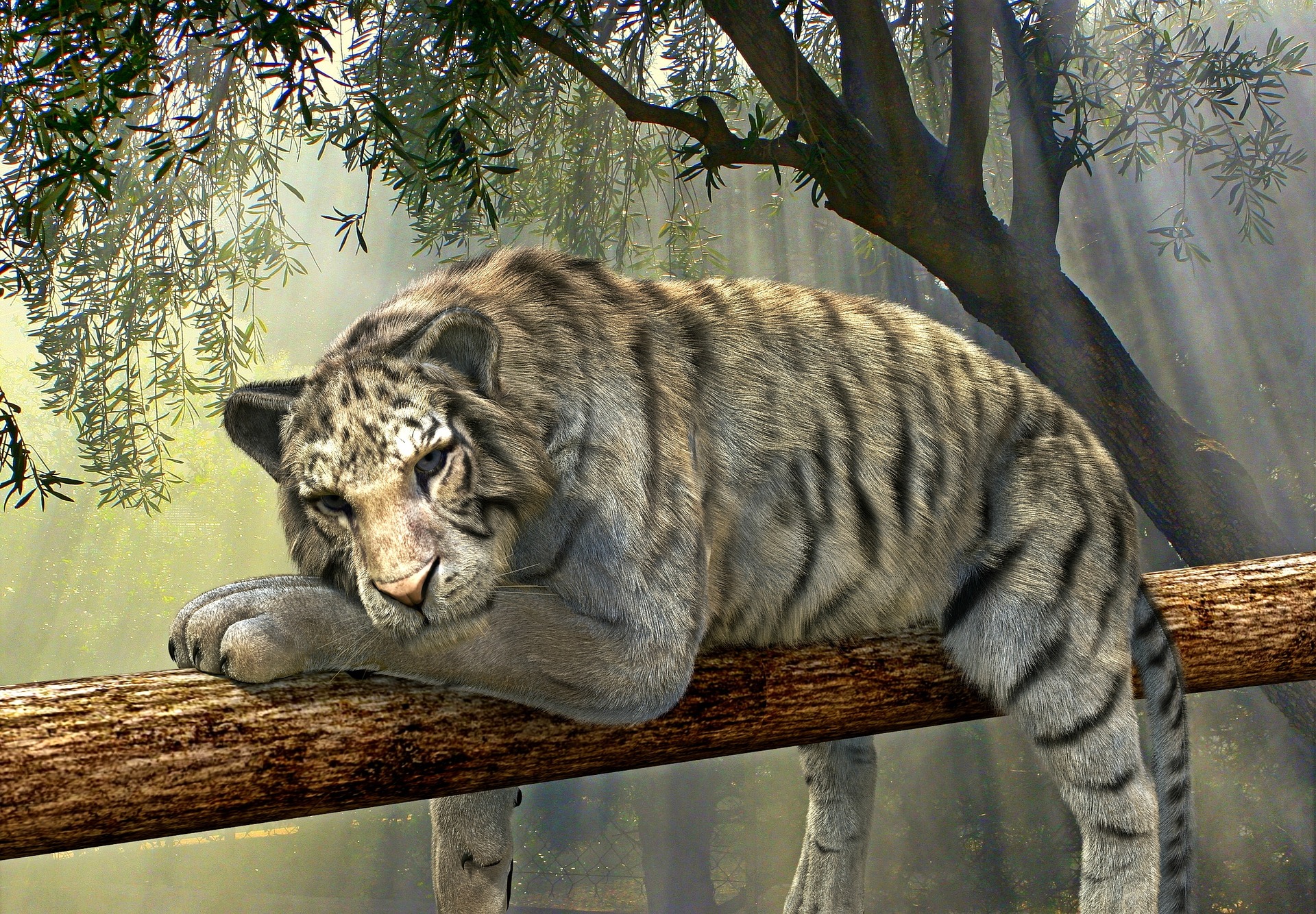cocoparisienne tiger 1098607 1920