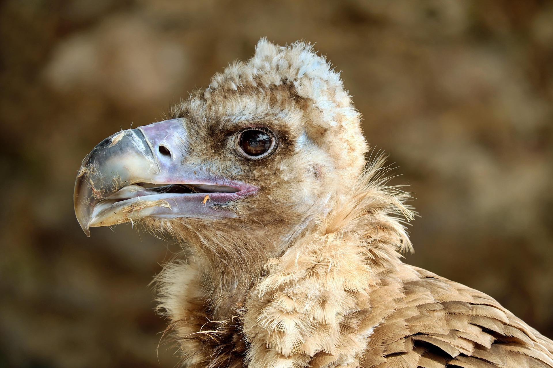 couleur black vulture 2750170 1920