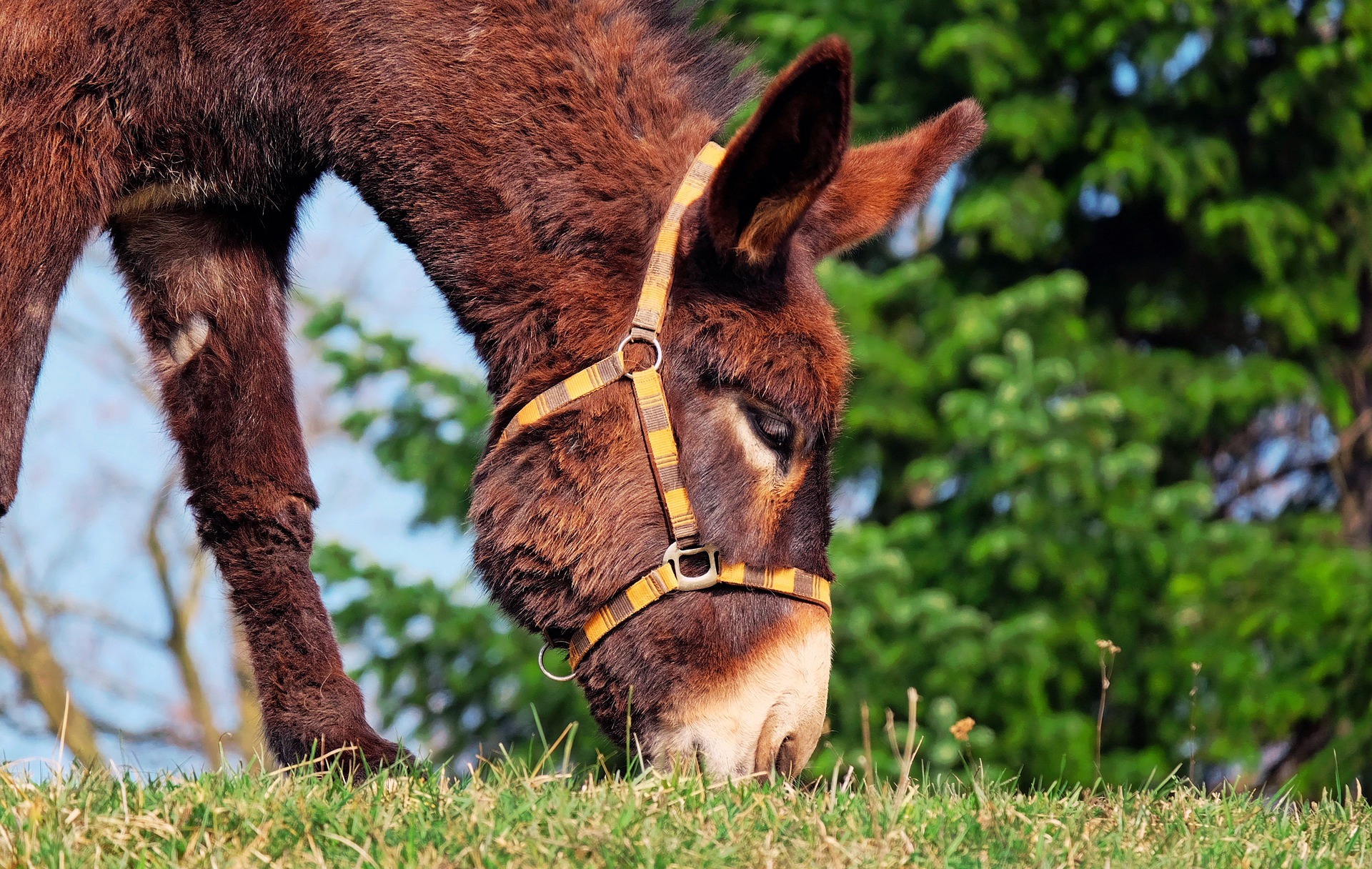 couleur donkey 1268897 1920
