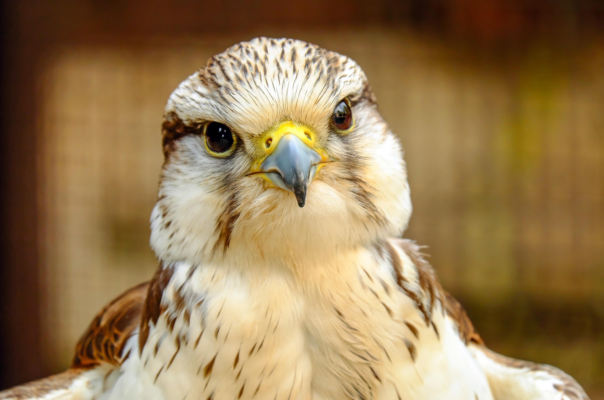couleur gyrfalcon 2678684 1920