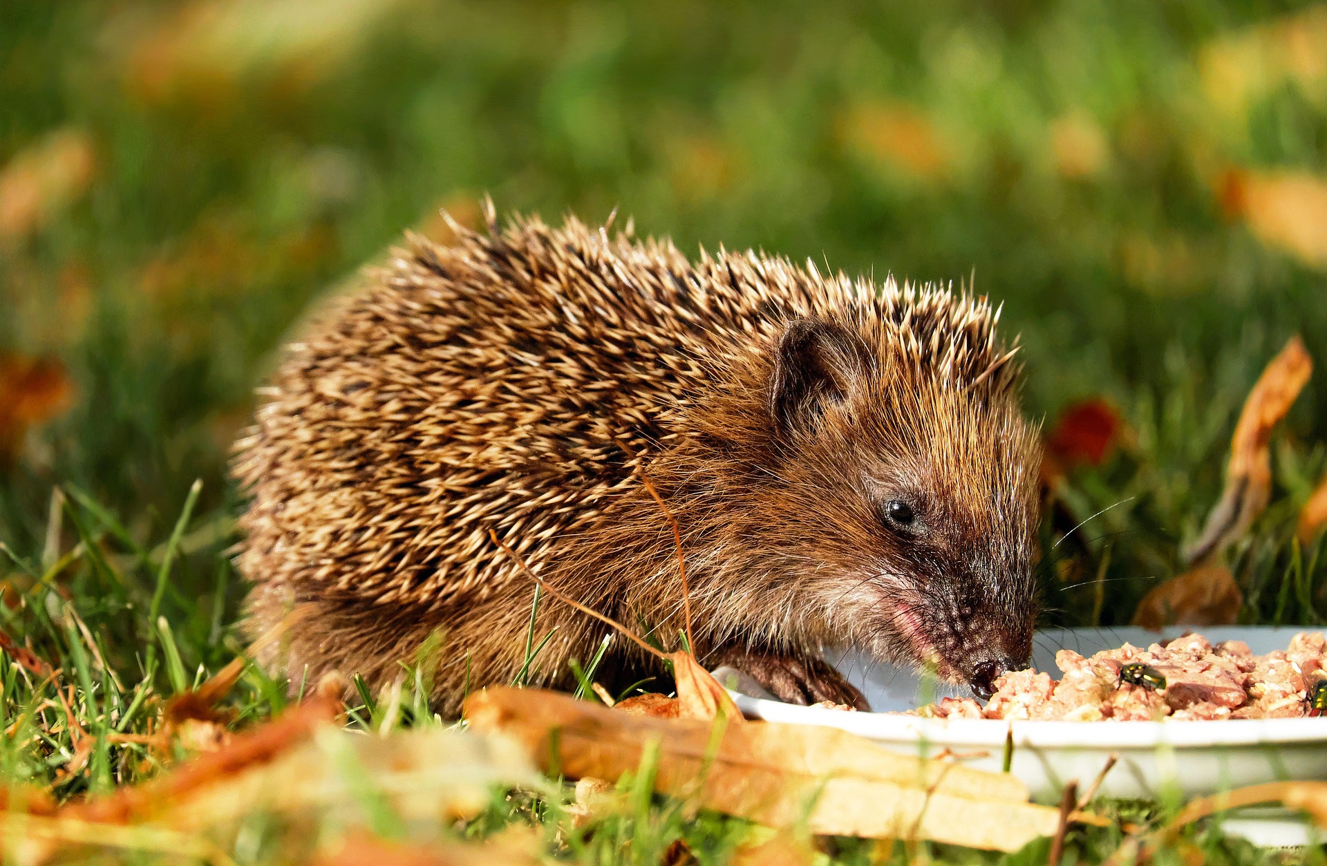 couleur hedgehog 1584351 1920