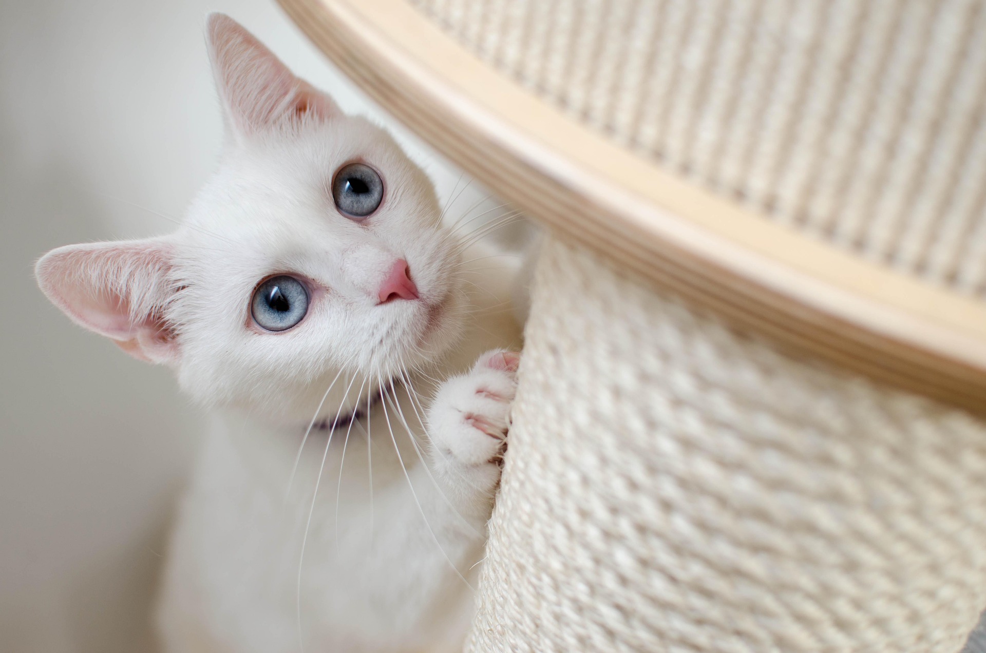 daga roszkowska kitten 4557097 1920