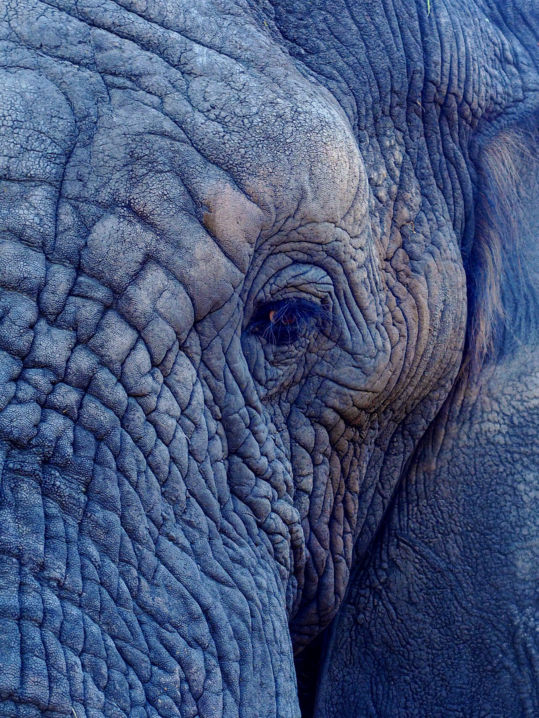elefant