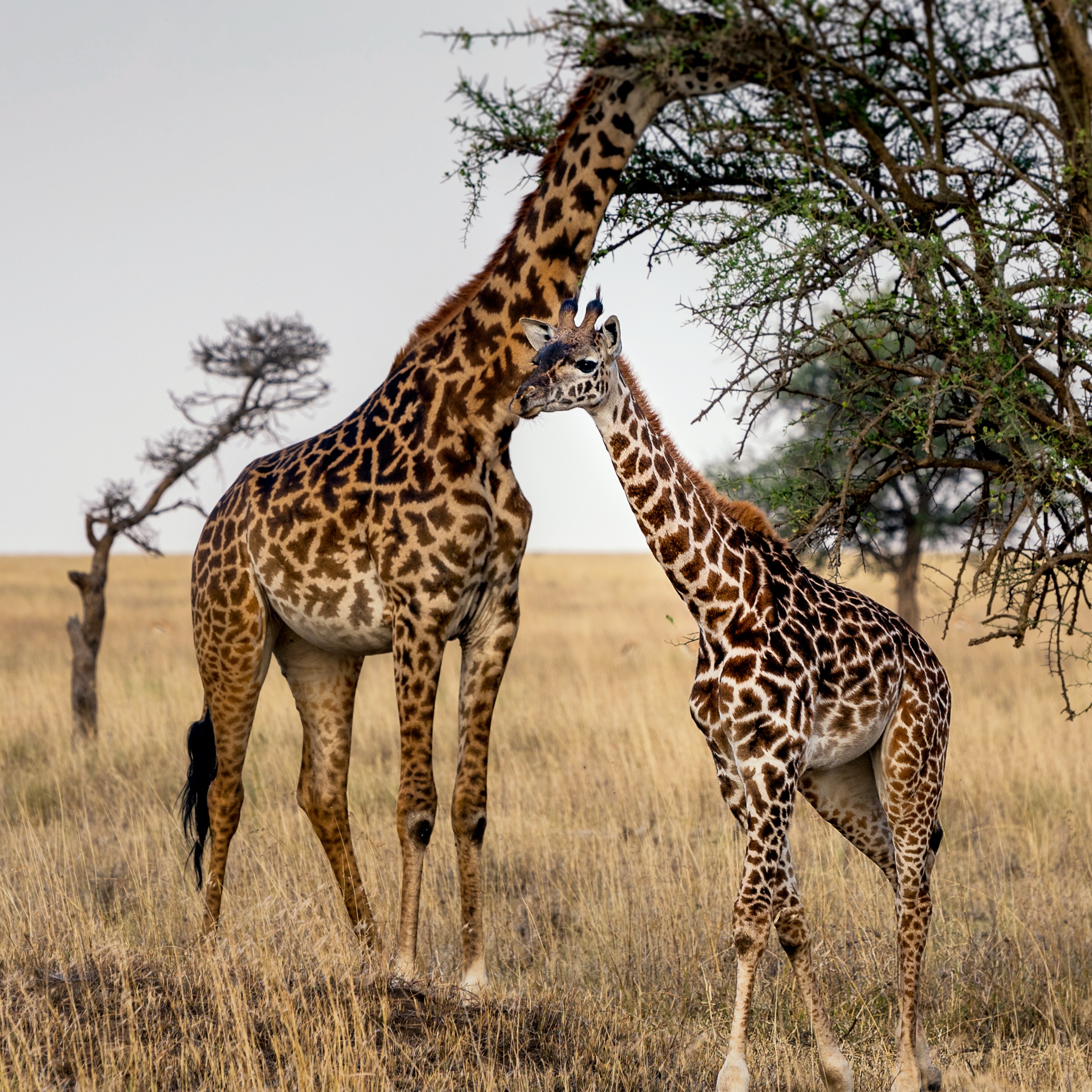 girafa