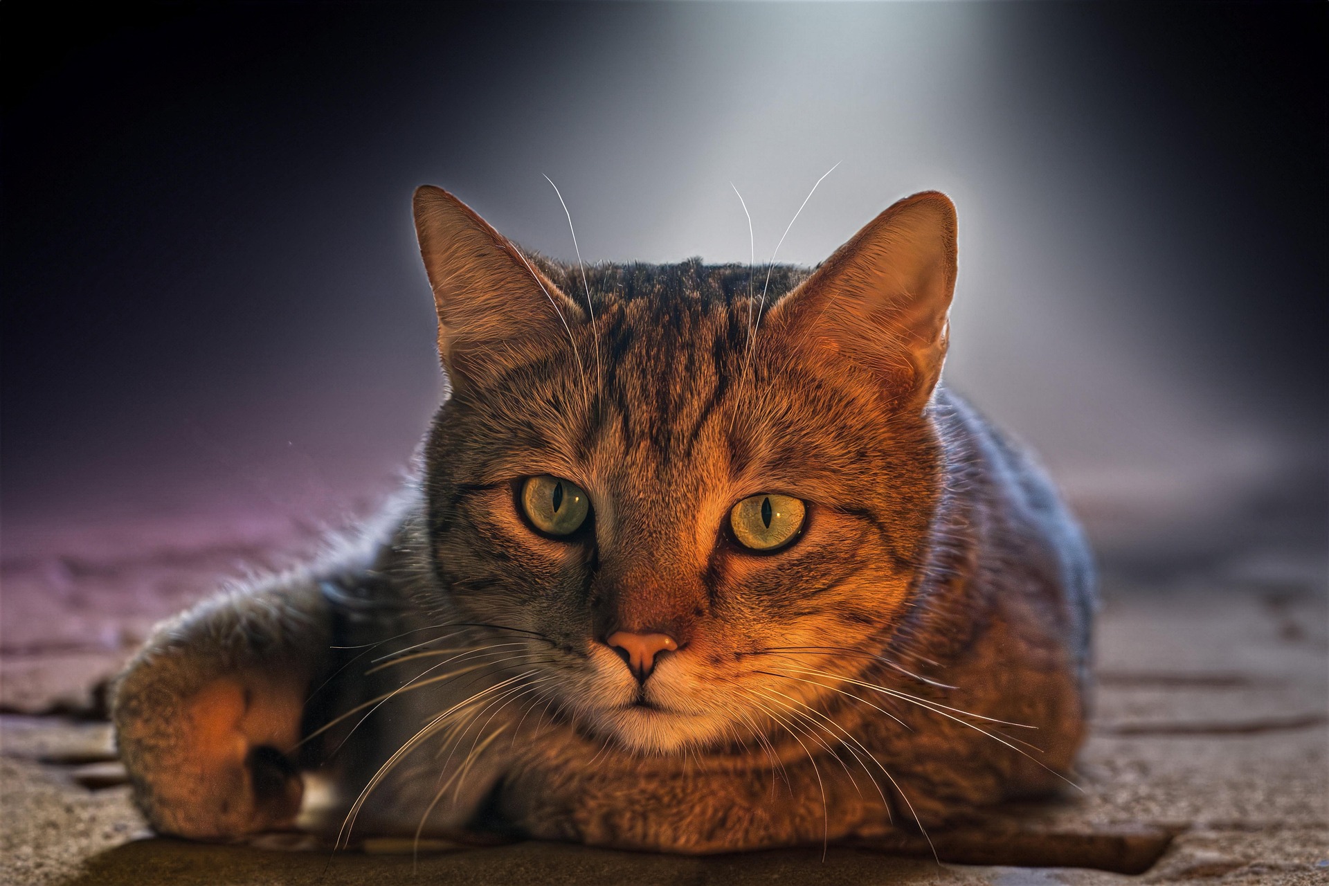 guvo59 european shorthair 8142959 1920