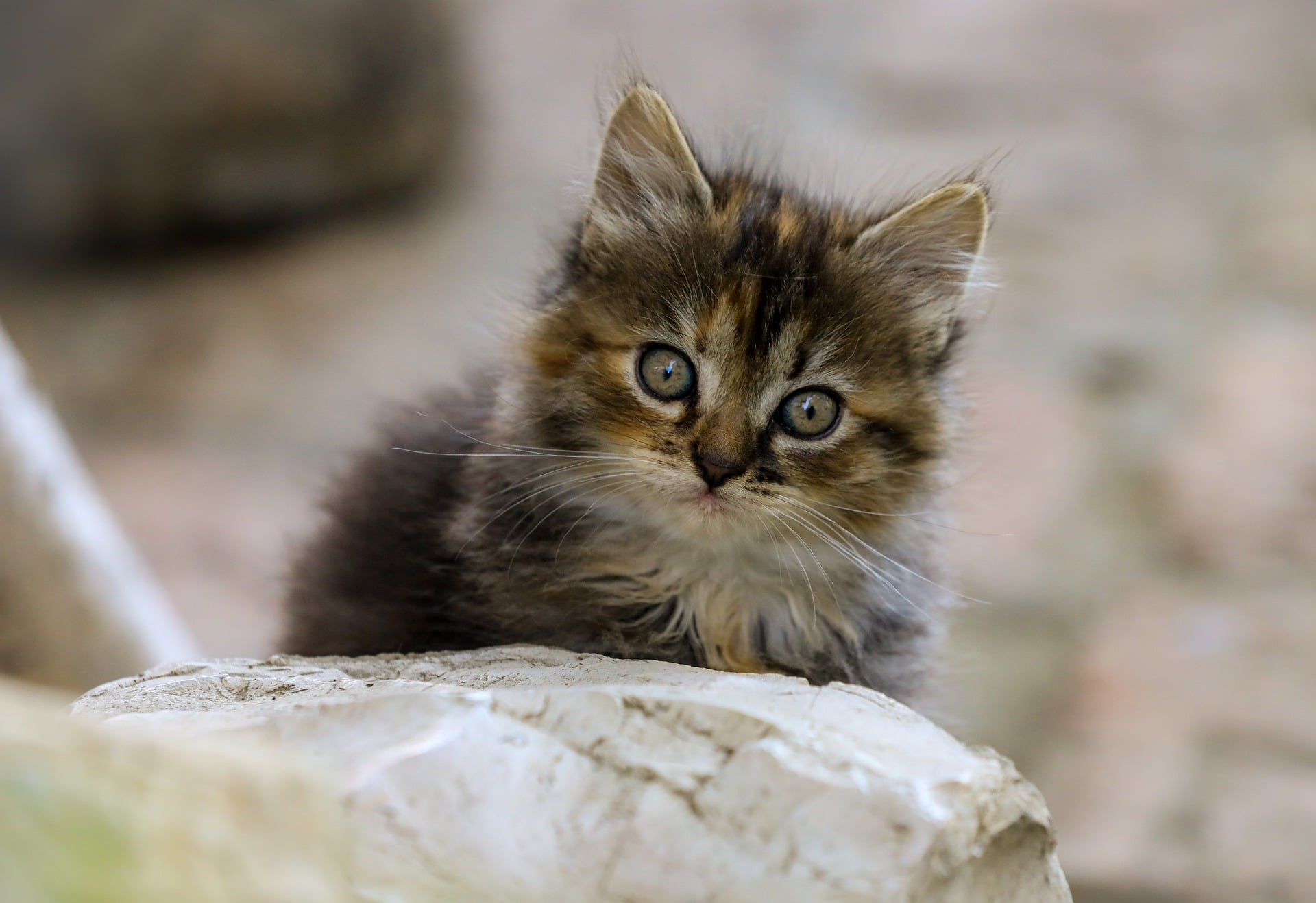 ilonaburschl cat 9734651 1920