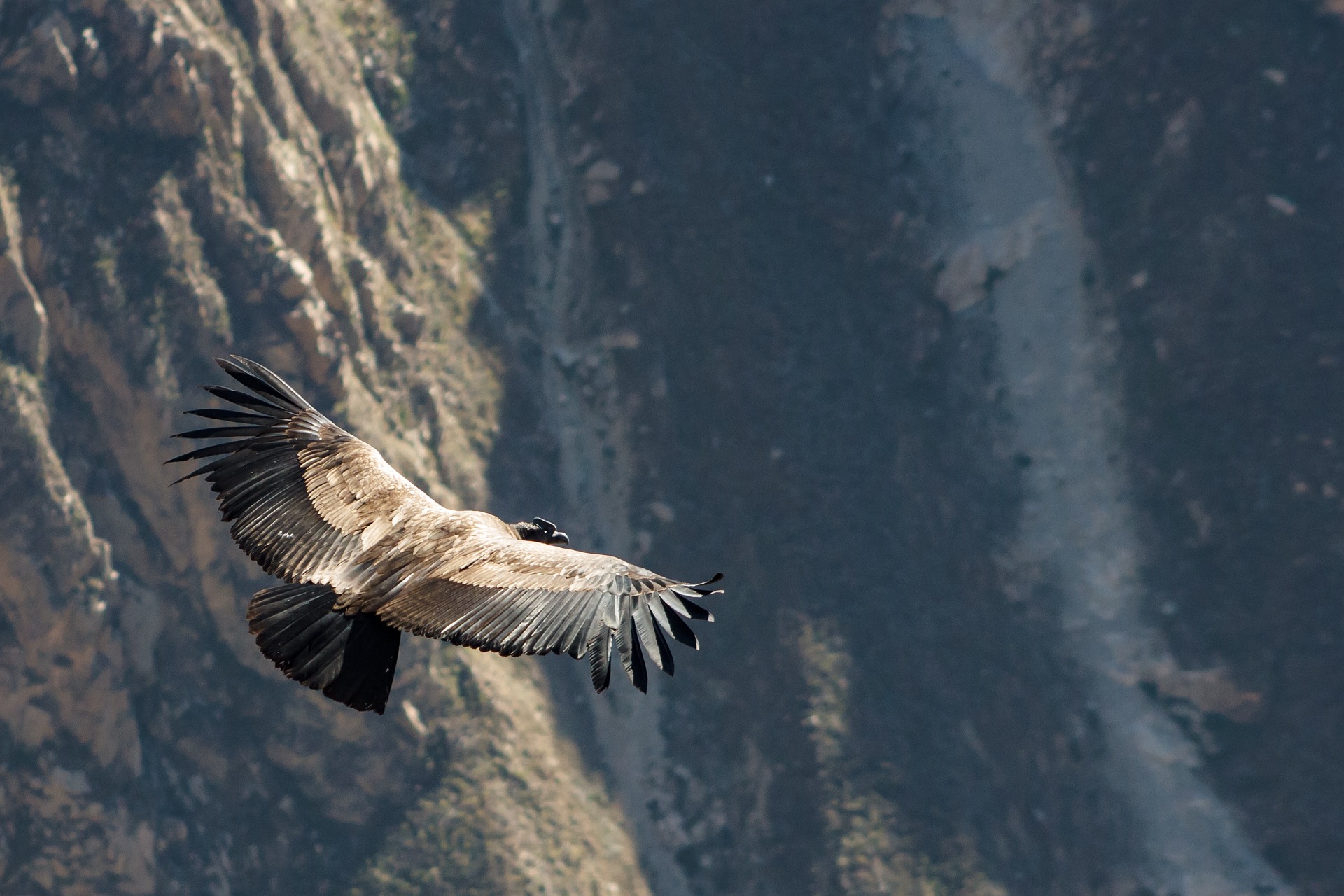 jmarti20 condor 4405821 1920