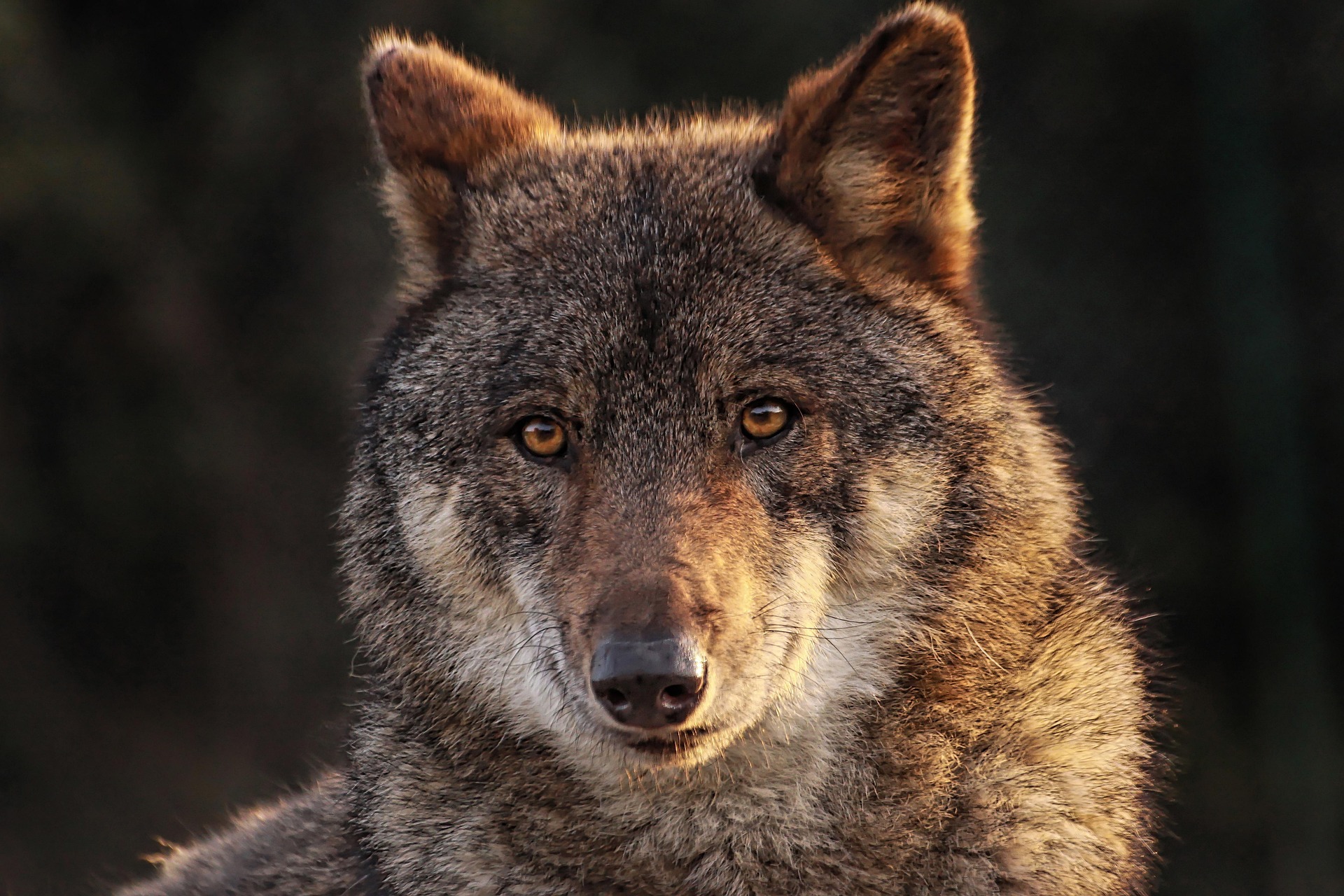 maminounou wolf 8089783 1920(1)