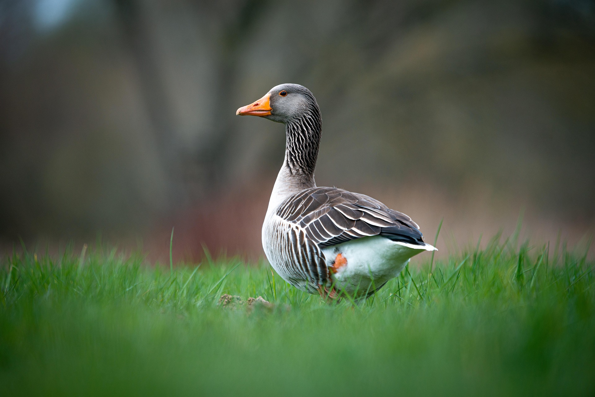 matthiaskost duck 6198196 1920