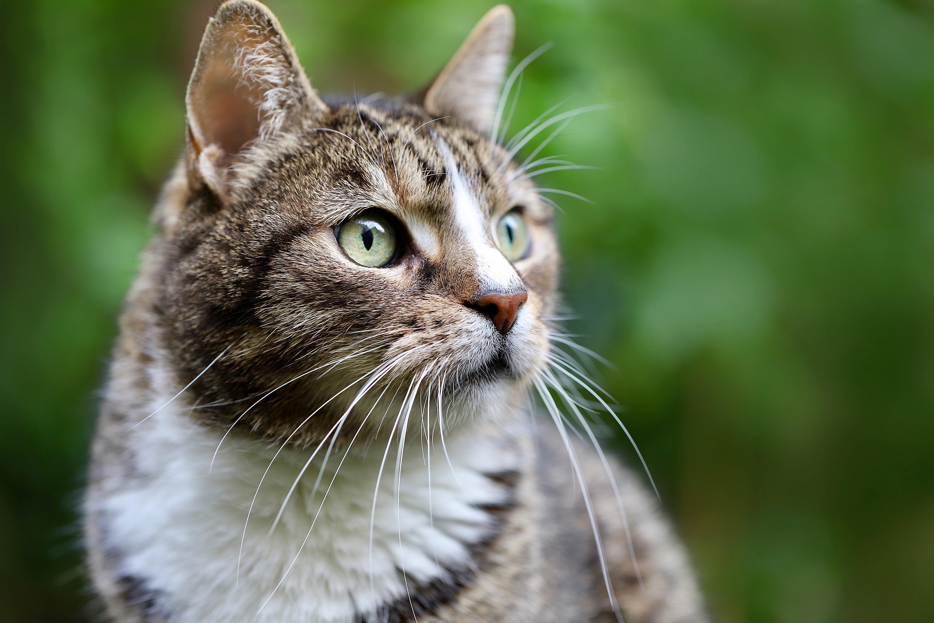 nennieinszweidrei cat 7094808 1920