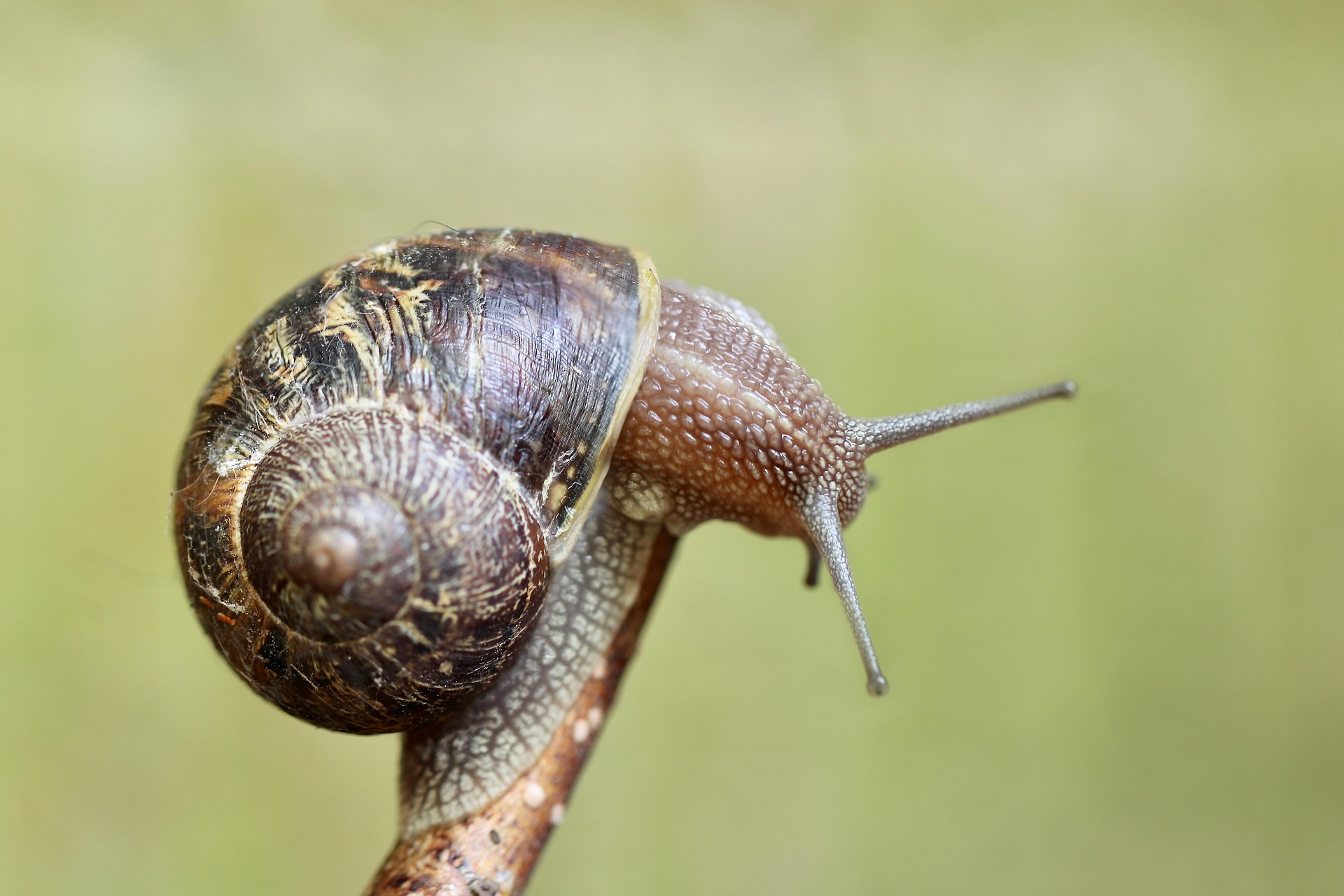 nennieinszweidrei snail 6290772 1920