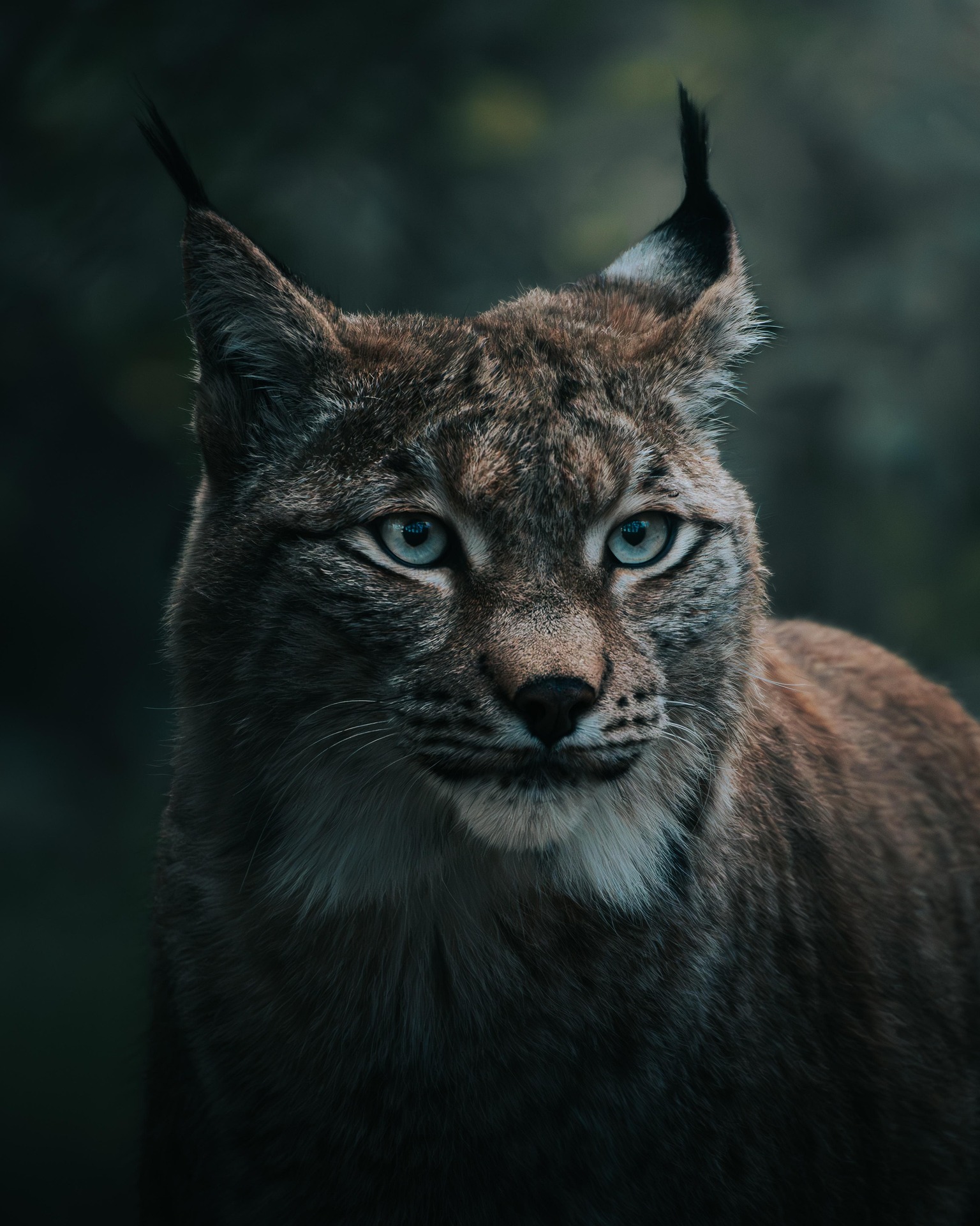 nilshornschuh lynx 8443540 1920