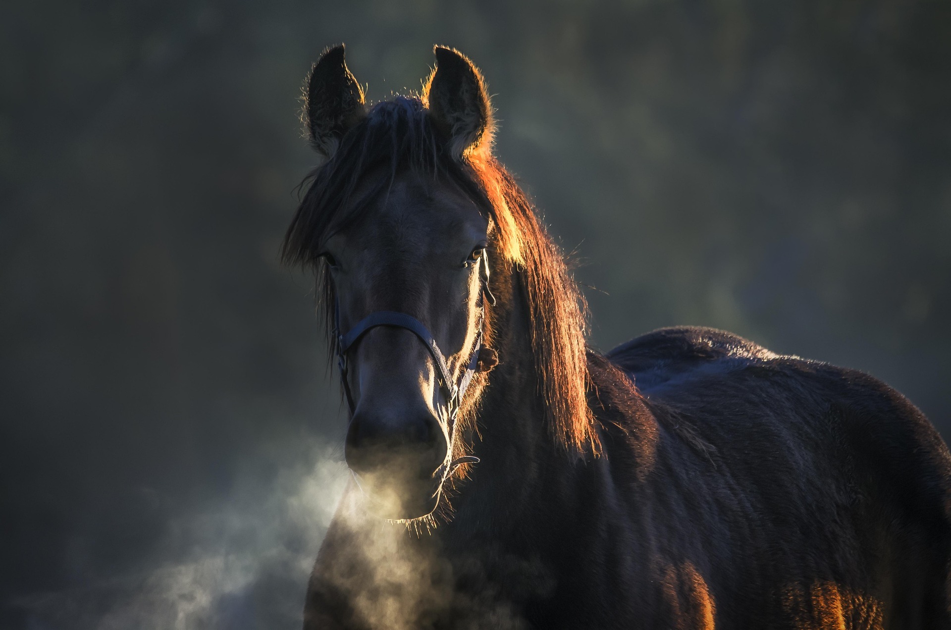 pcjvdwiel horse 3765847 1920
