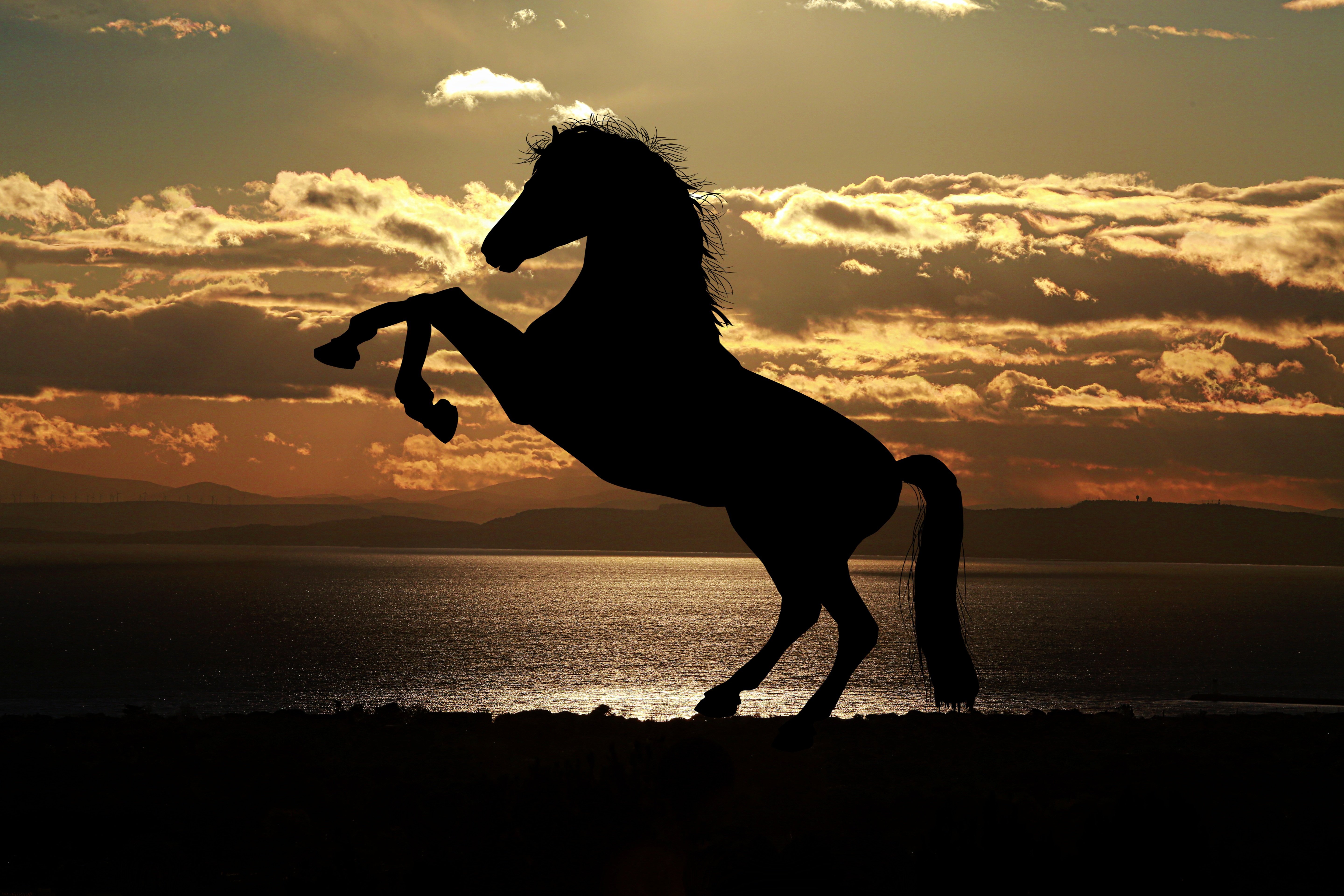 photo graphe horse 1804425
