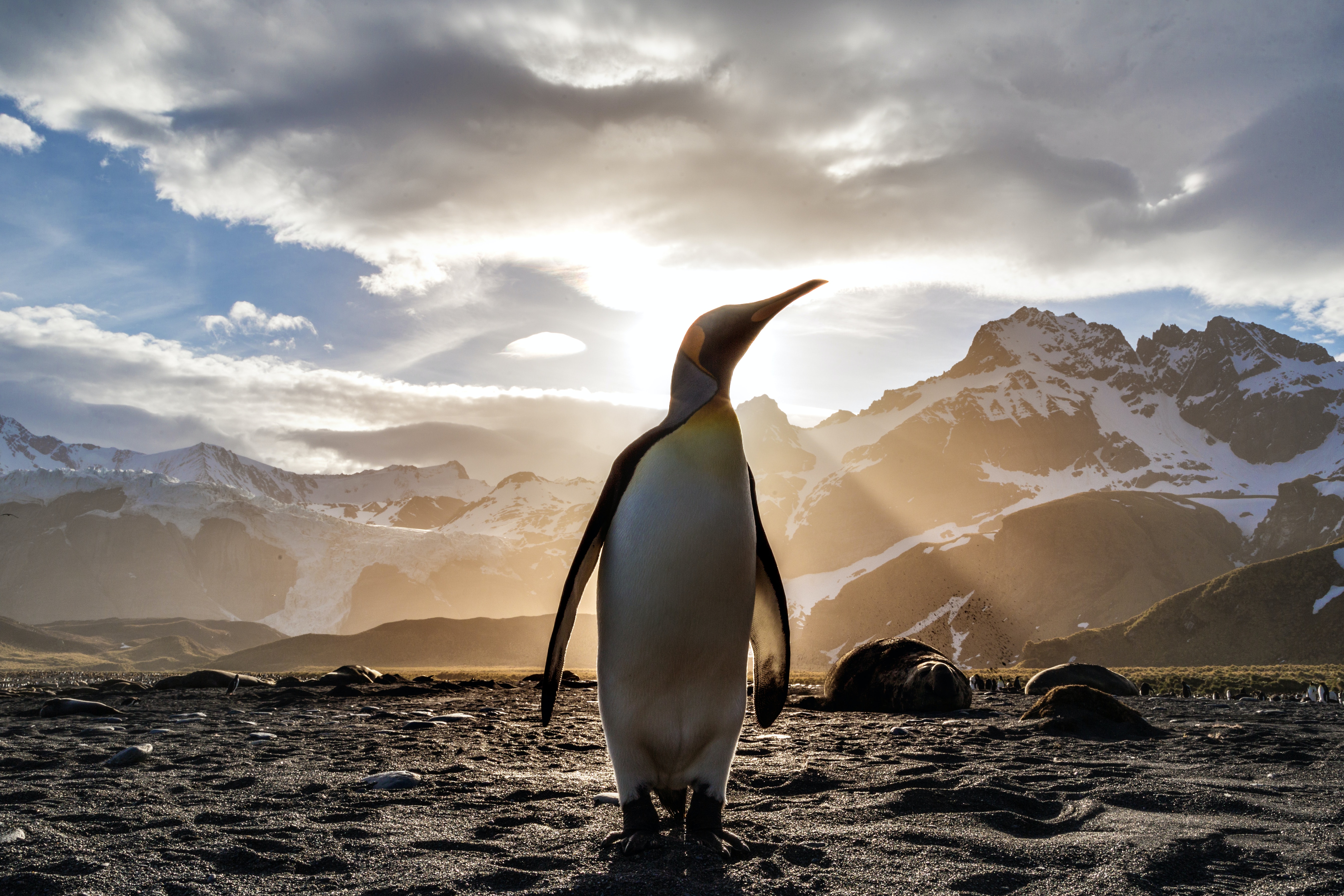pinguin