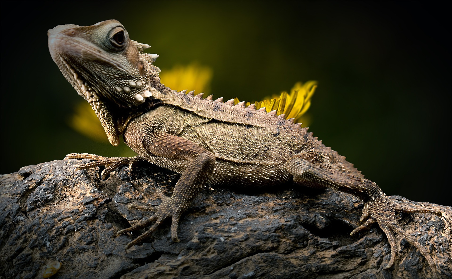 piro4d lizard 2427248 1920