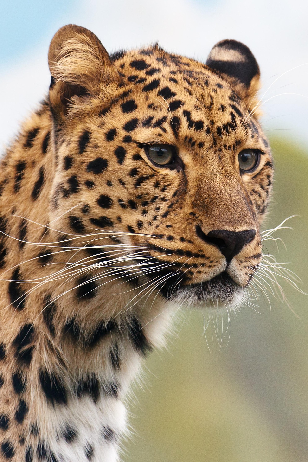 publicdomainpictures animal 19621 1920