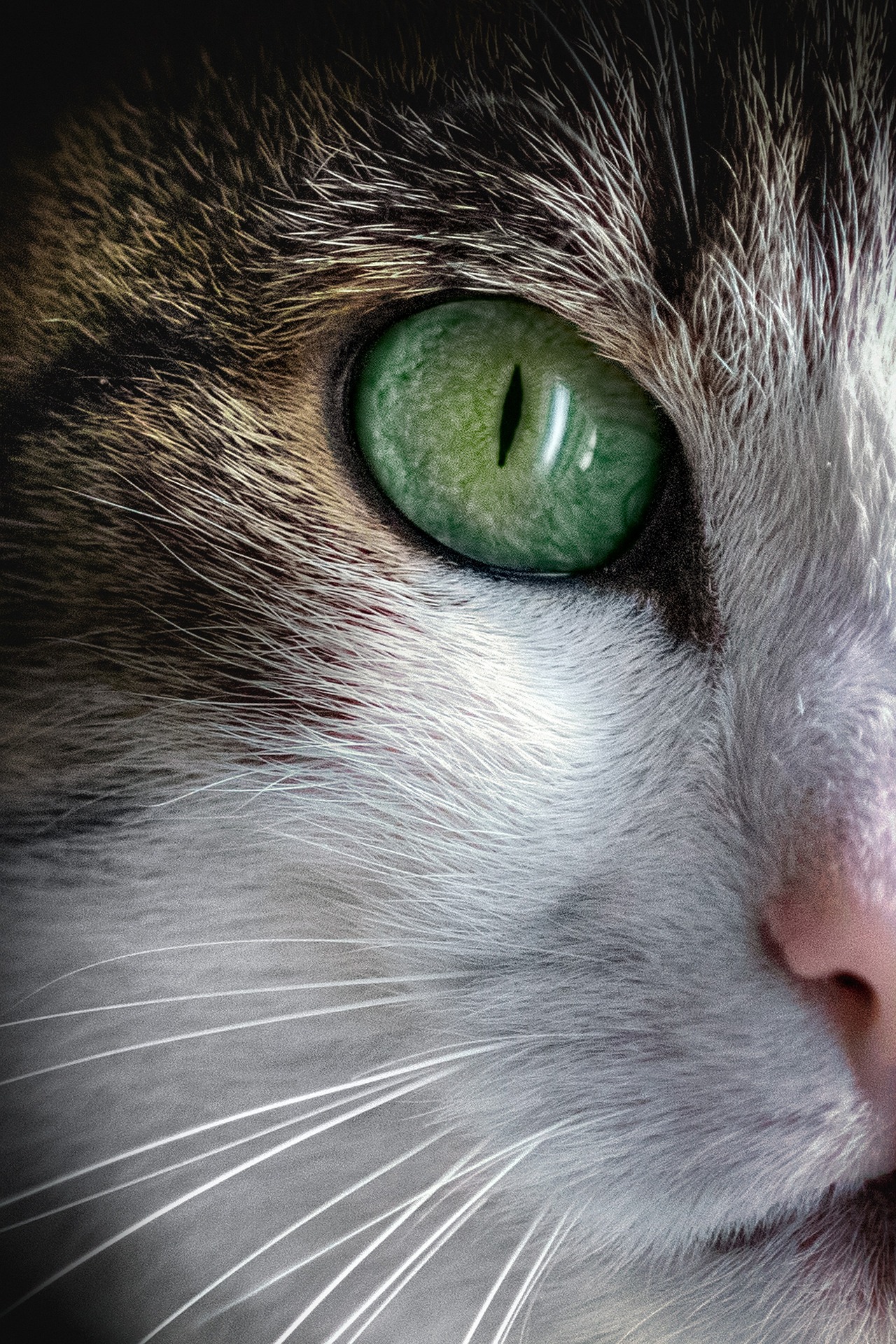 sammino cat 5855647 1920
