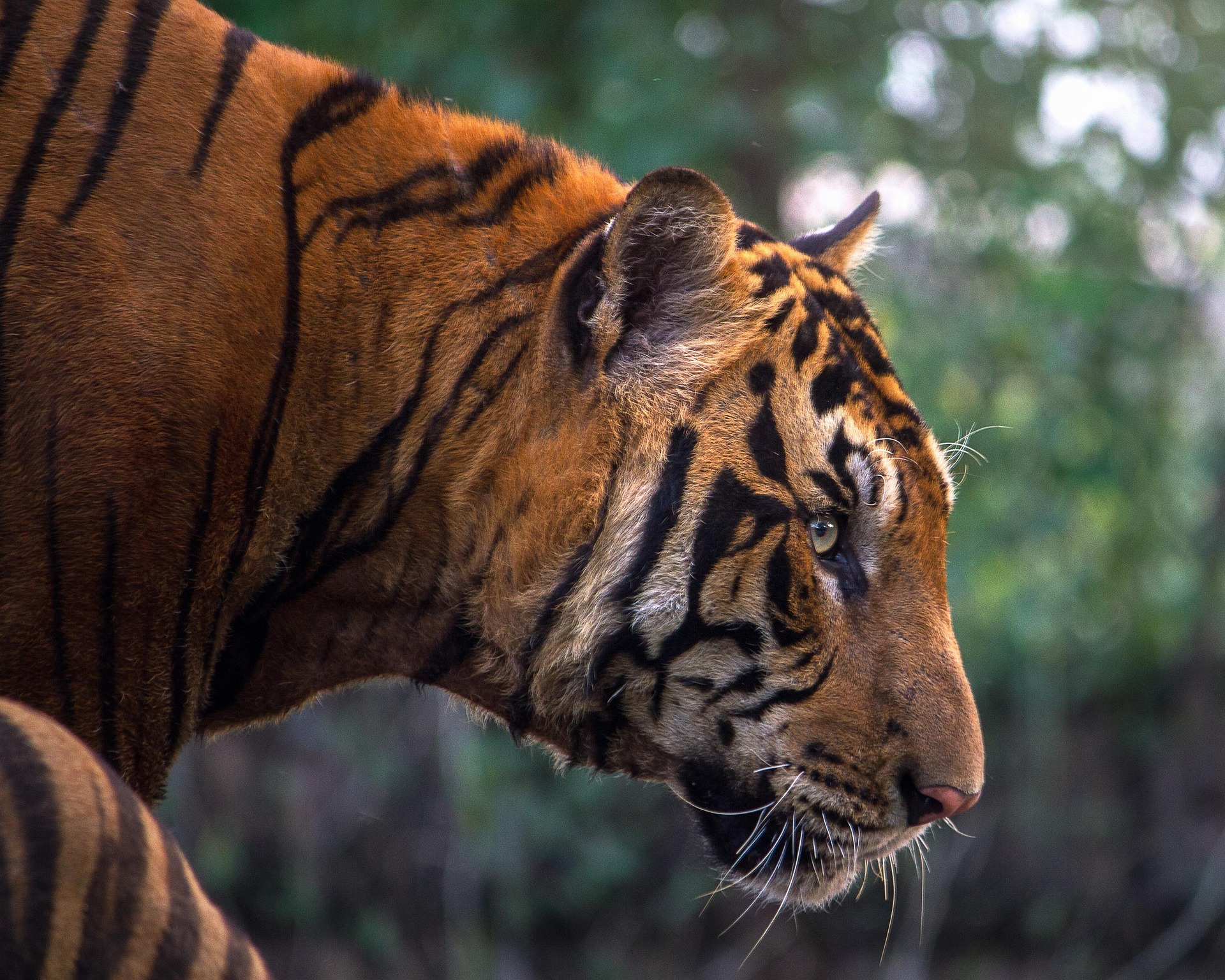 sasint tiger 1822535 1920