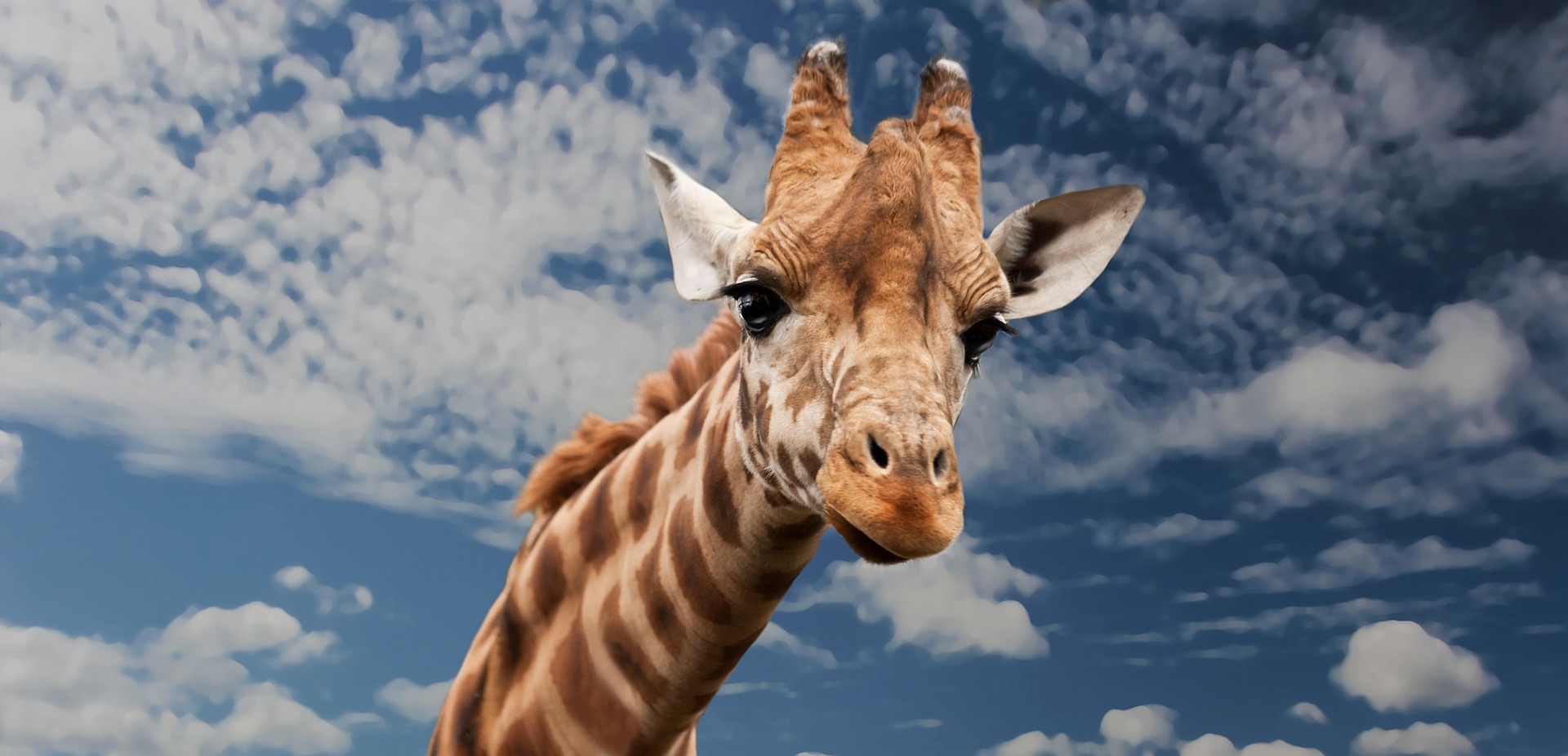 sponchia giraffe 614141 1920
